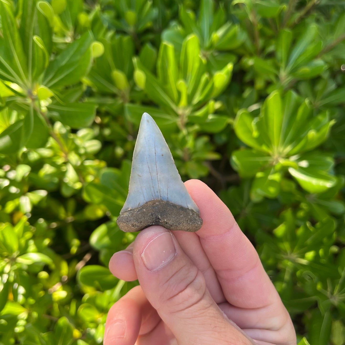 Authentic Mako Shark Tooth Fossil |