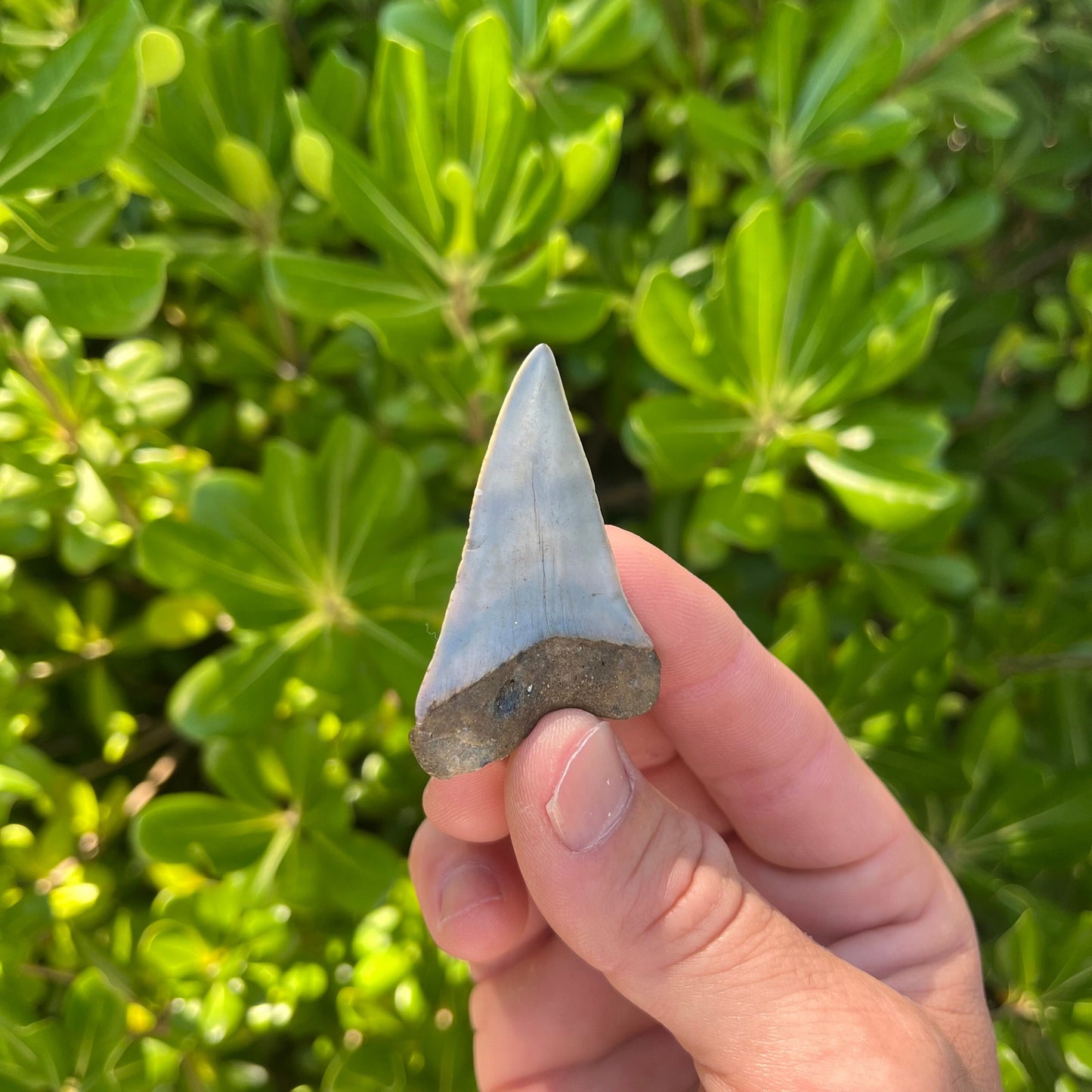 Authentic Mako Shark Tooth Fossil |