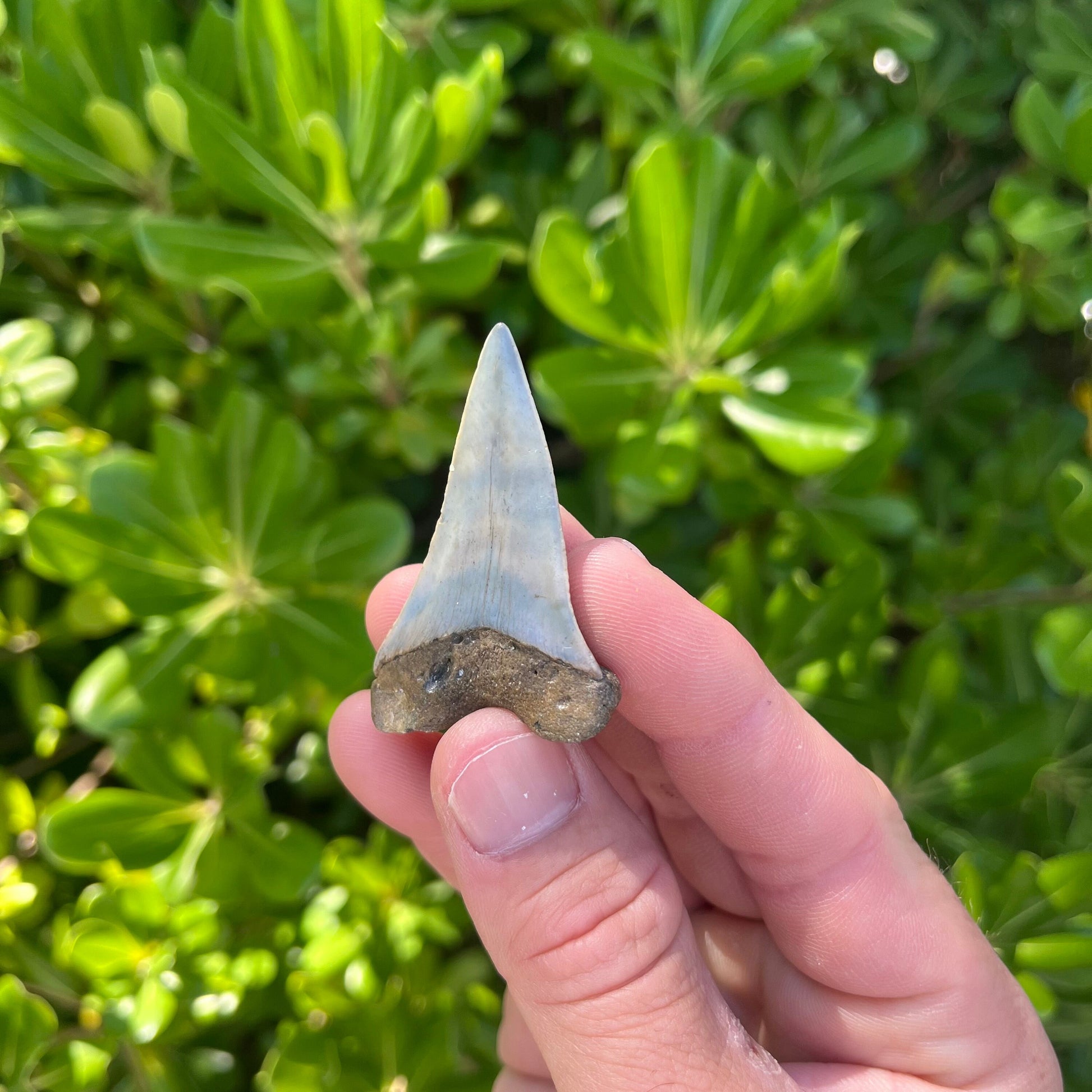 Authentic Mako Shark Tooth Fossil |