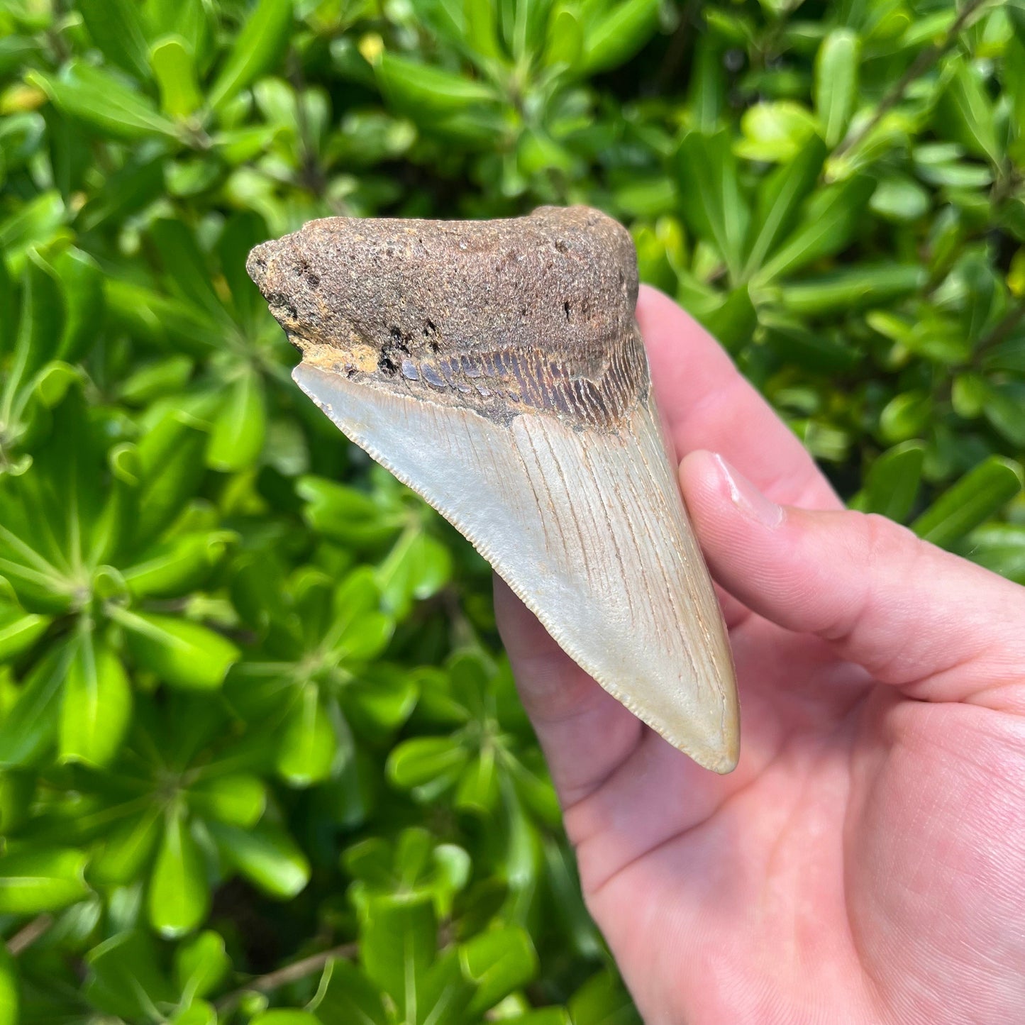 Authentic Megalodon Shark Tooth