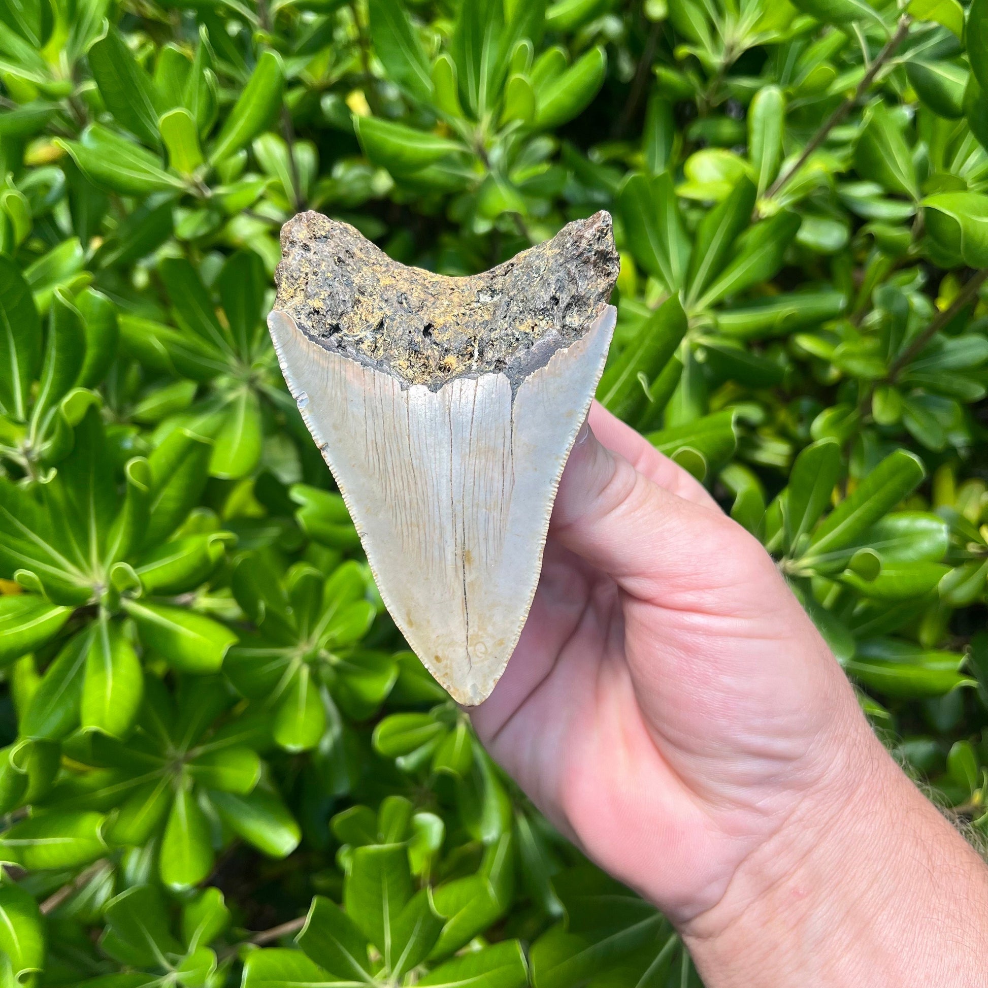 Authentic Megalodon Shark Tooth