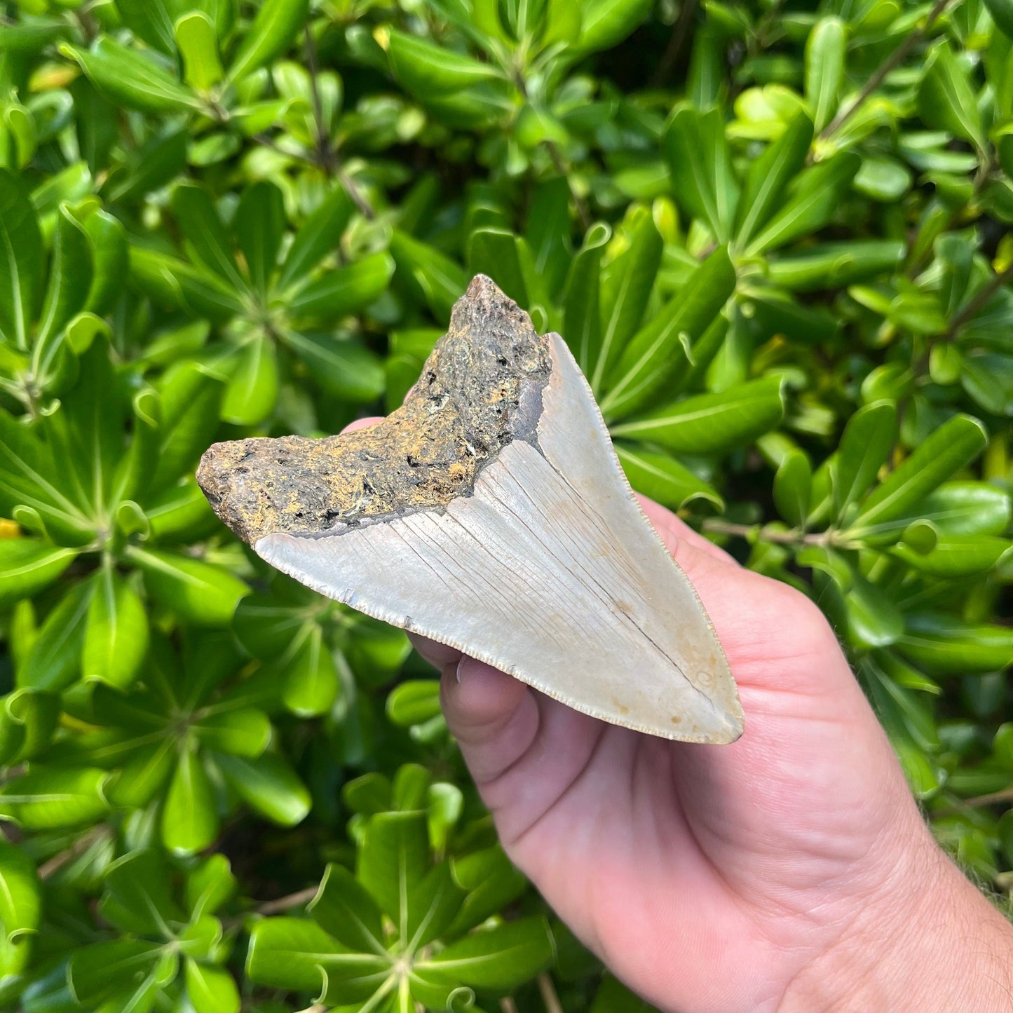 Authentic Megalodon Shark Tooth