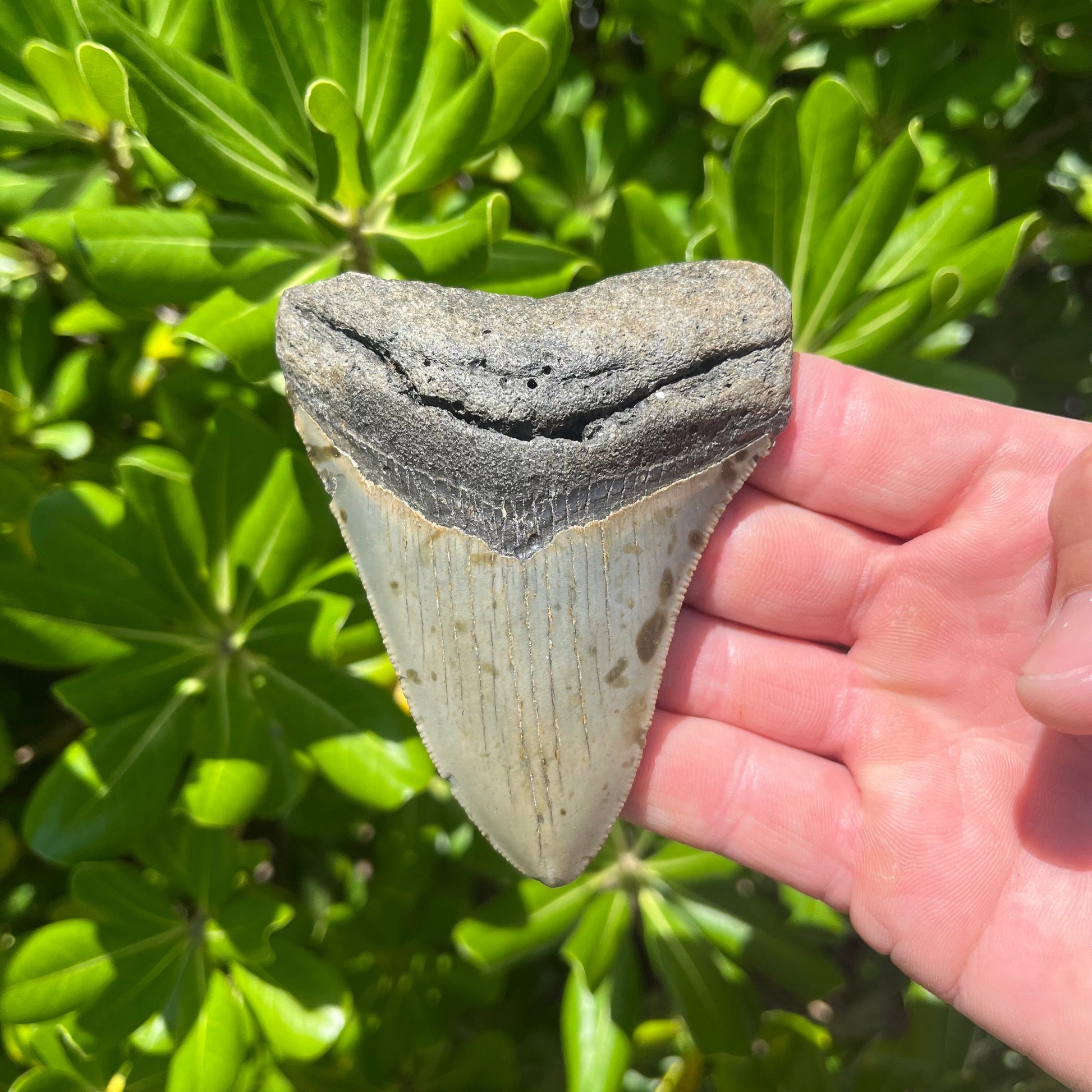 Authentic Megalodon Shark Tooth