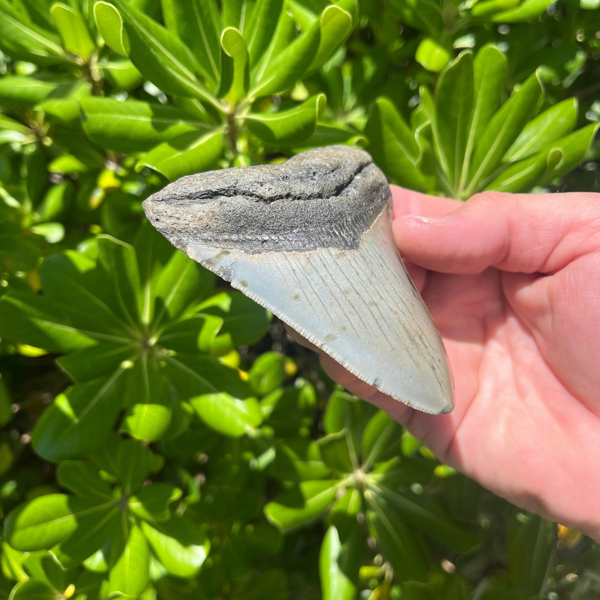 Authentic Megalodon Shark Tooth