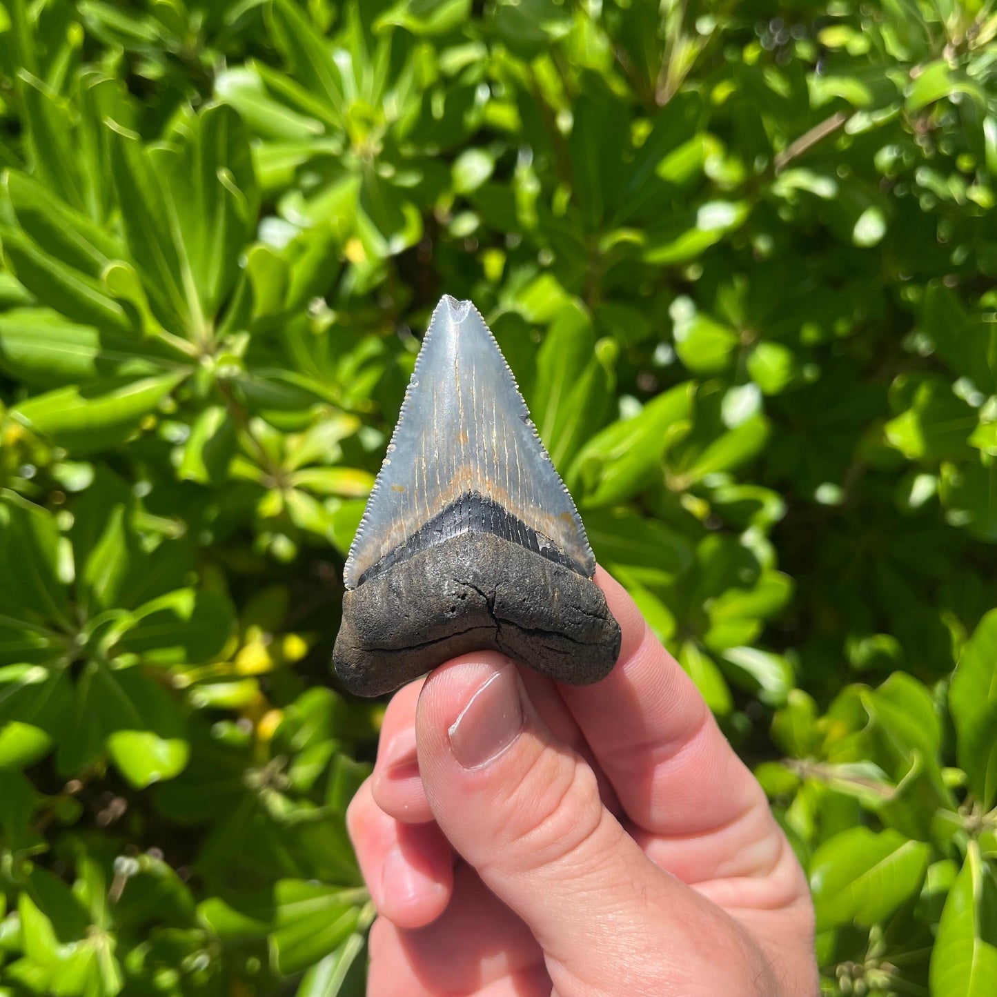 Authentic Chubutensis Shark Tooth | 2.53” x 1.76” NC Fossil