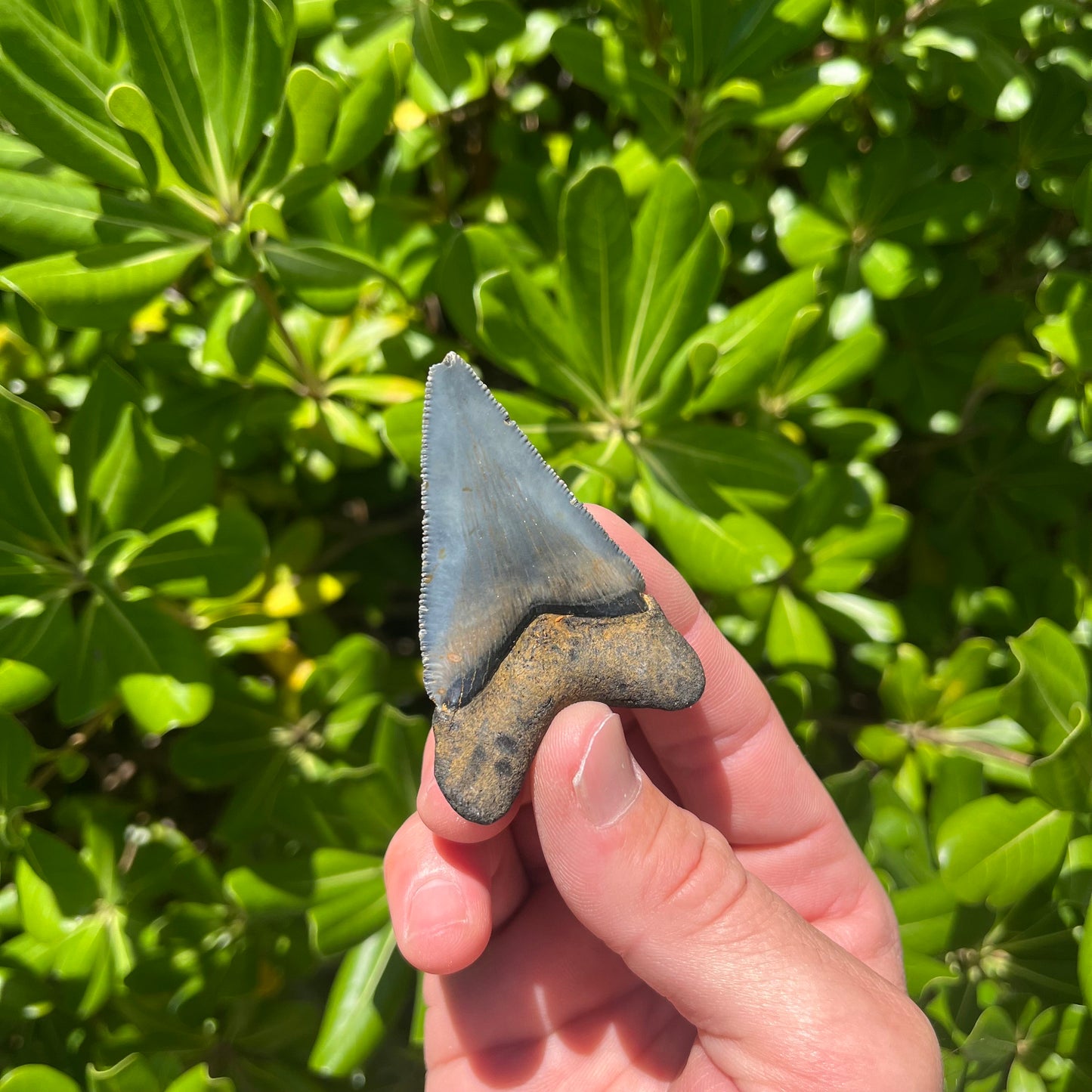 Authentic Chubutensis Shark Tooth | 2.53” x 1.76” NC Fossil