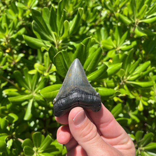 Authentic Chubutensis Shark Tooth | 2.49” x 1.93” NC Fossil