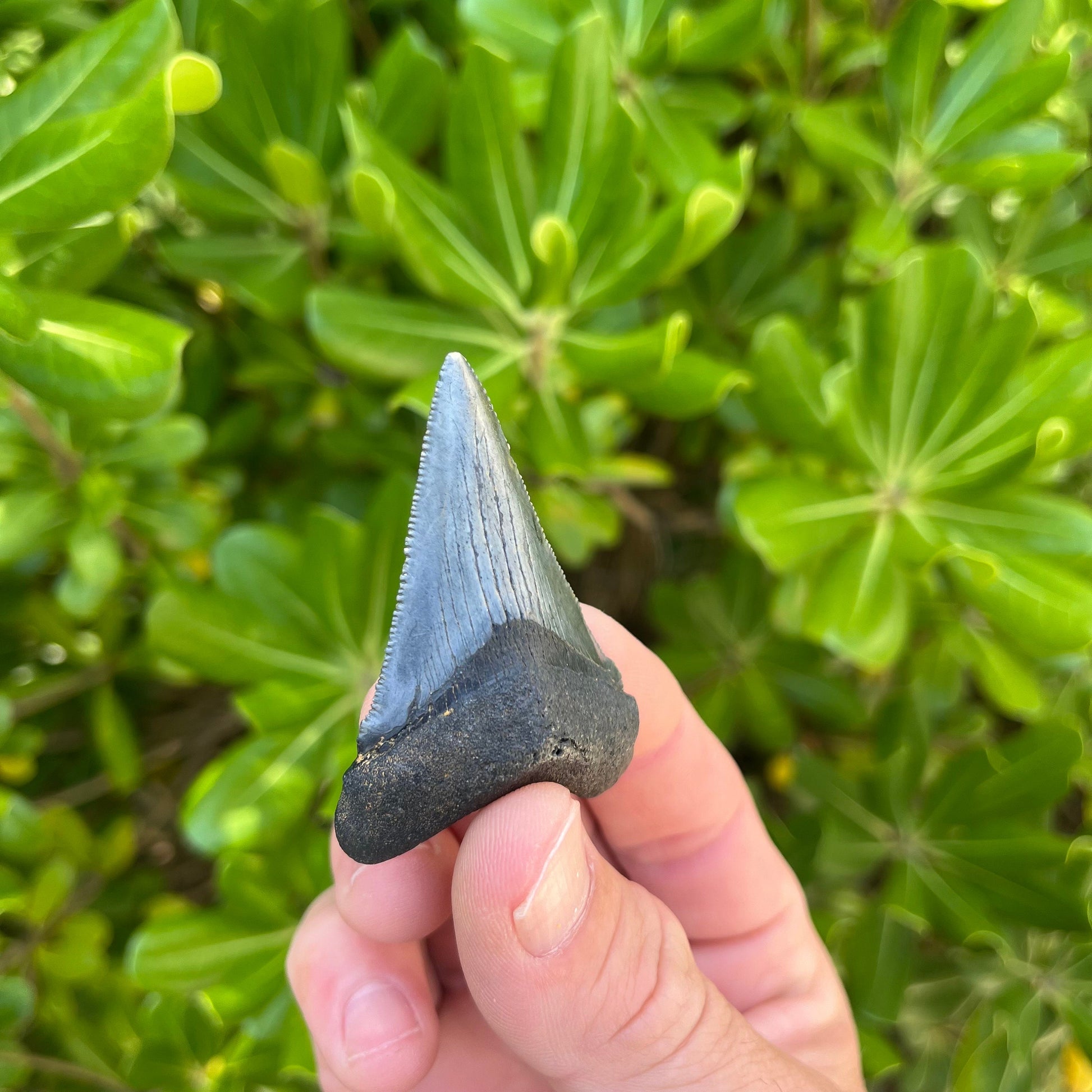 Authentic Chubutensis Shark Tooth | 2.26” x 1.50” NC Fossil