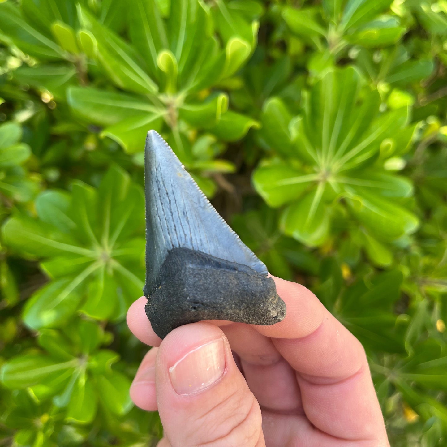 Authentic Chubutensis Shark Tooth | 2.26” x 1.50” NC Fossil