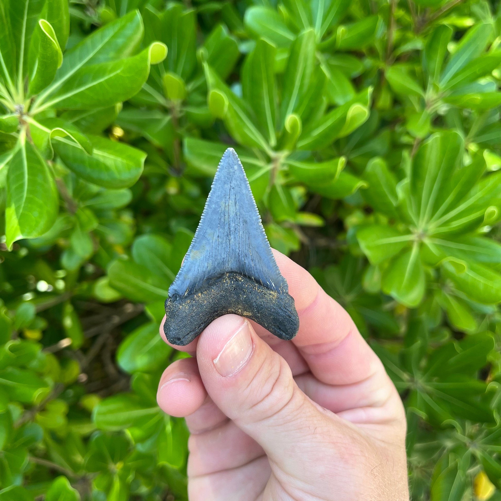 Authentic Chubutensis Shark Tooth | 2.26” x 1.50” NC Fossil