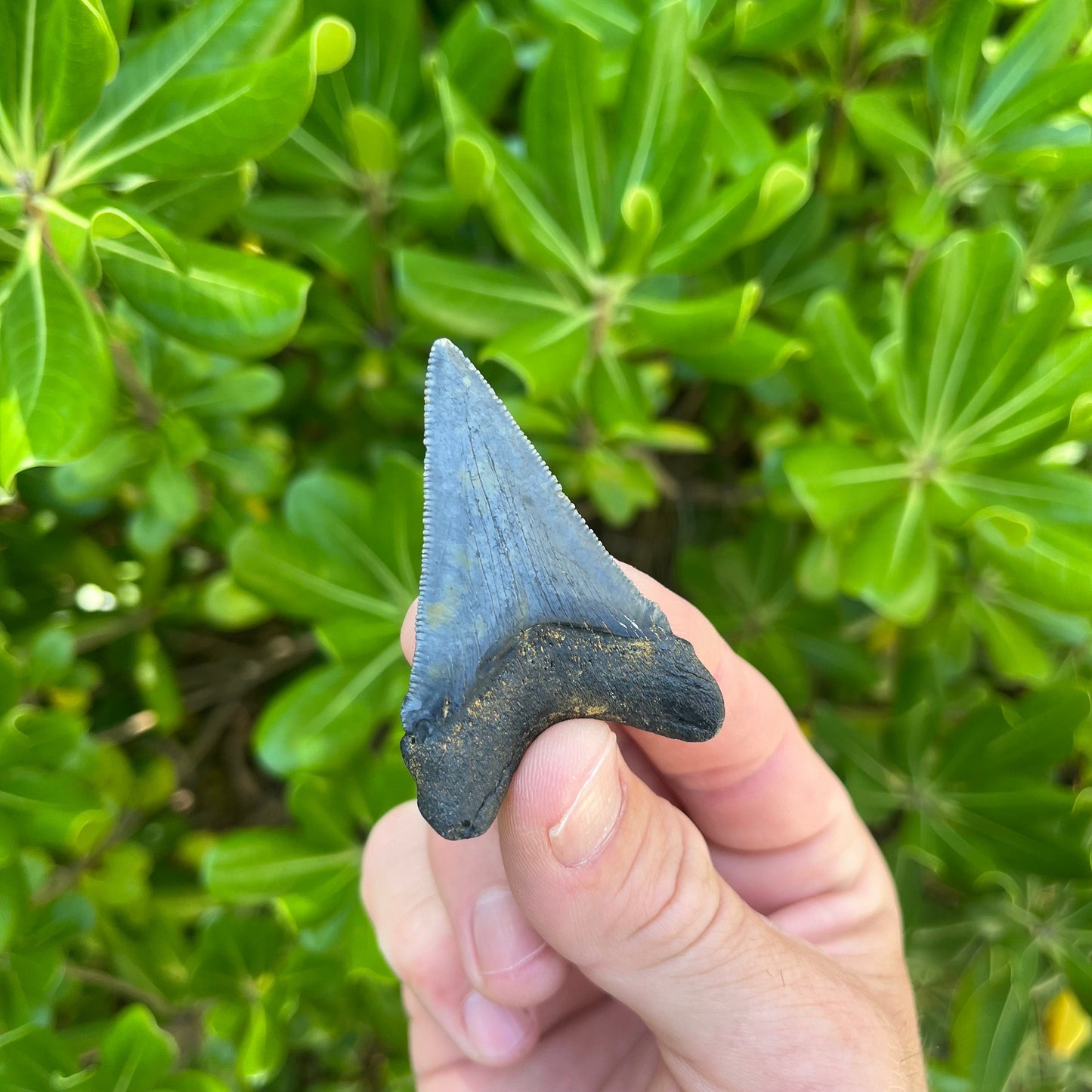 Authentic Chubutensis Shark Tooth | 2.26” x 1.50” NC Fossil