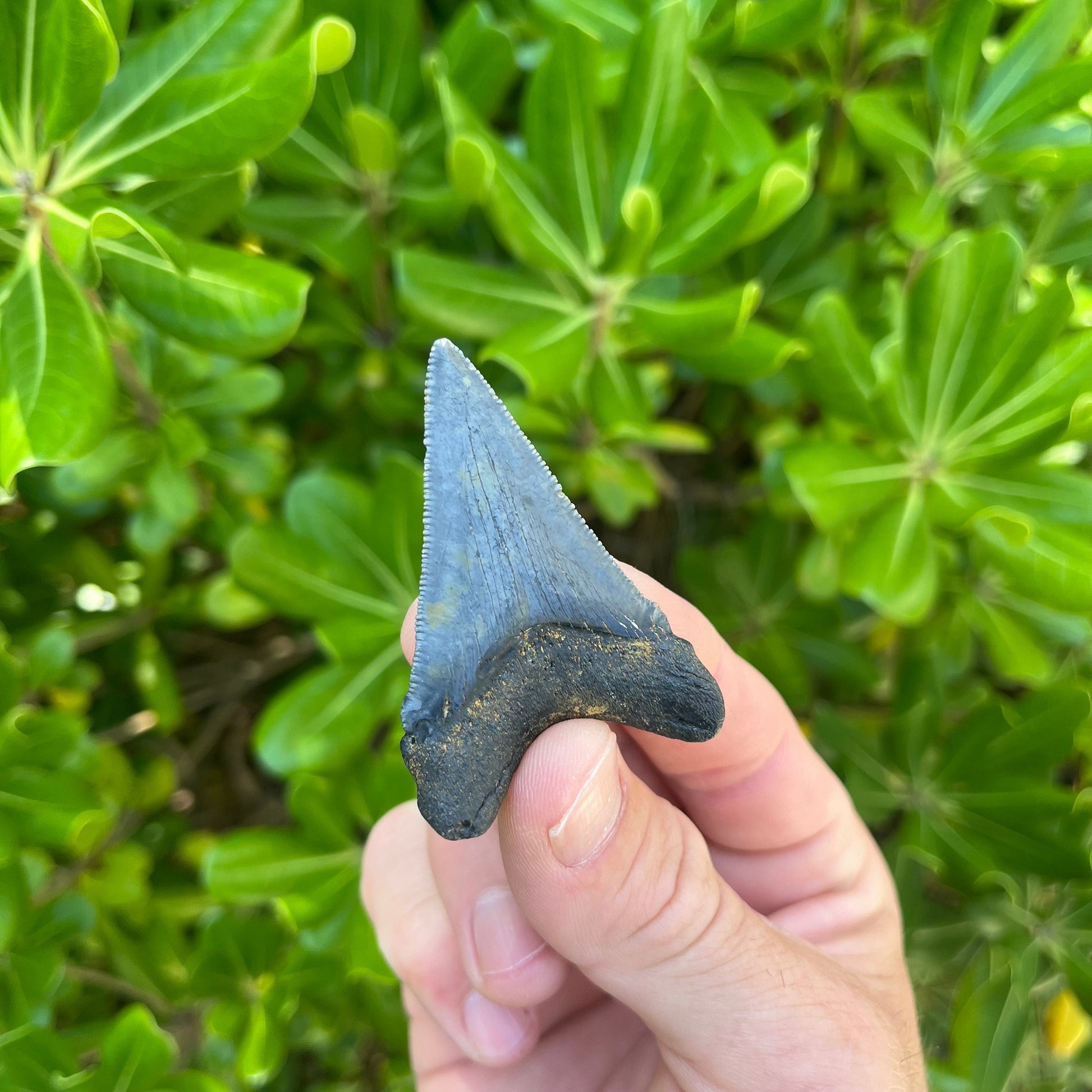 Authentic Chubutensis Shark Tooth | 2.26” x 1.50” NC Fossil