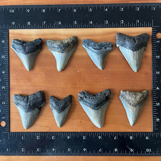 Authentic Megalodon Shark Teeth! (1 tooth per order)