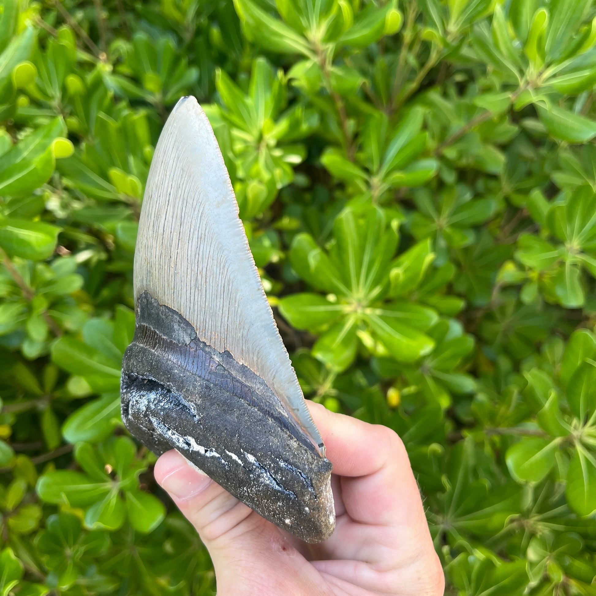 Authentic Megalodon Shark Tooth