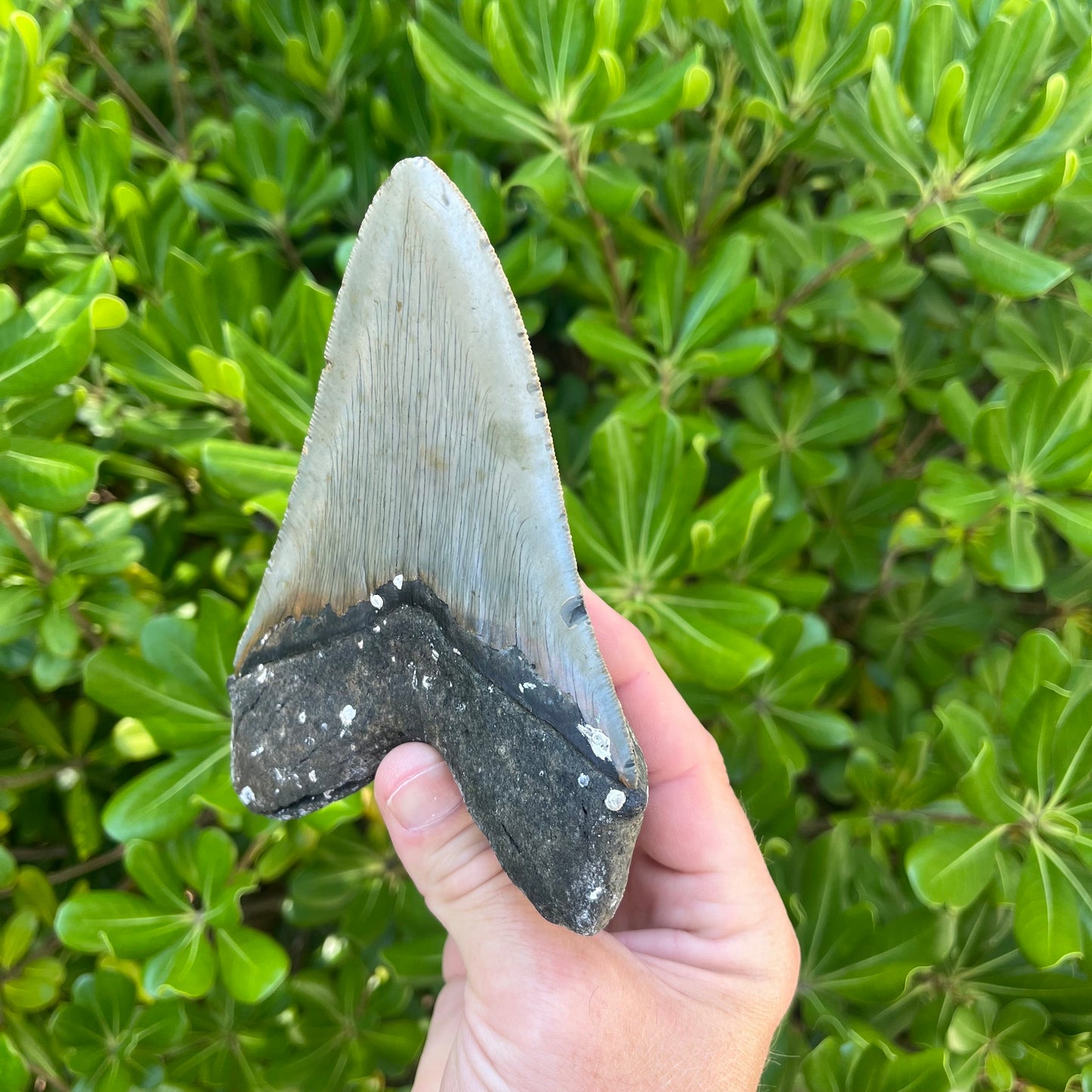 Authentic Megalodon Shark Tooth