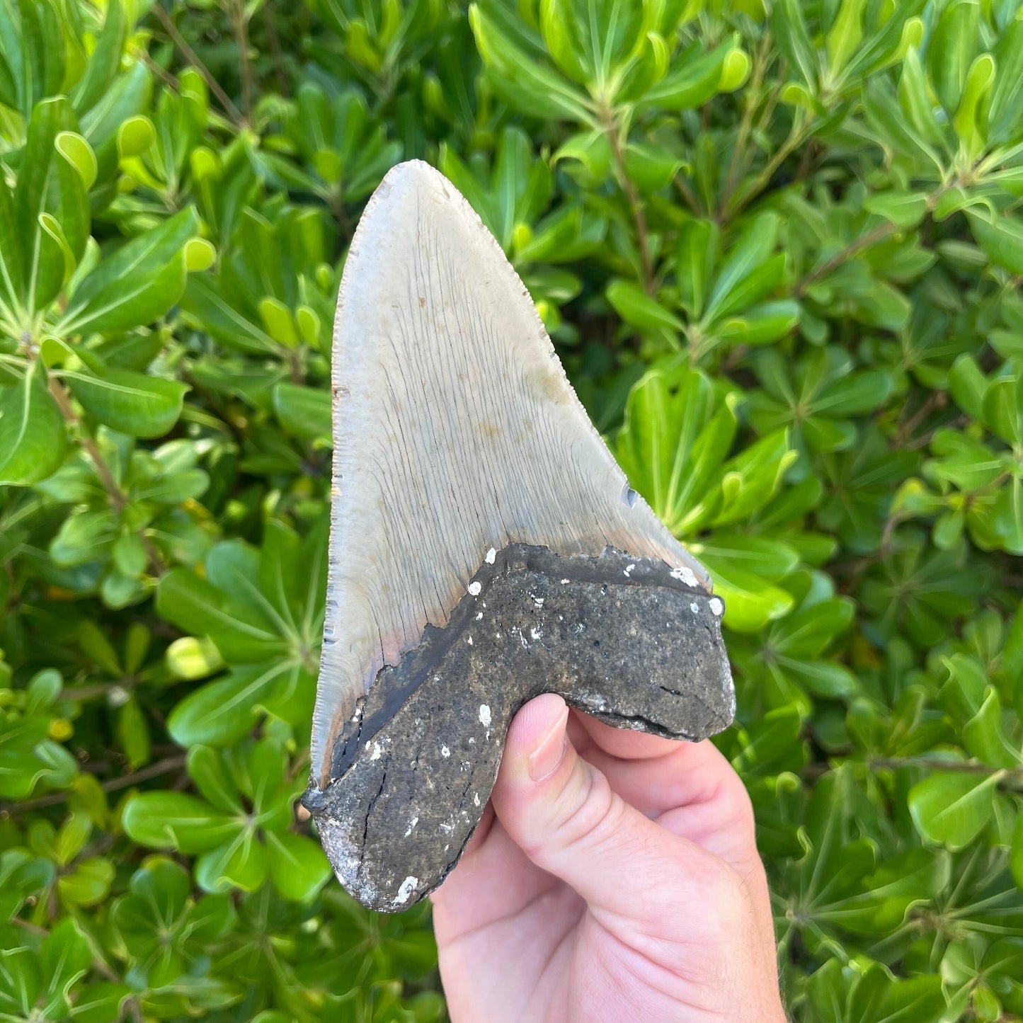 Authentic Megalodon Shark Tooth