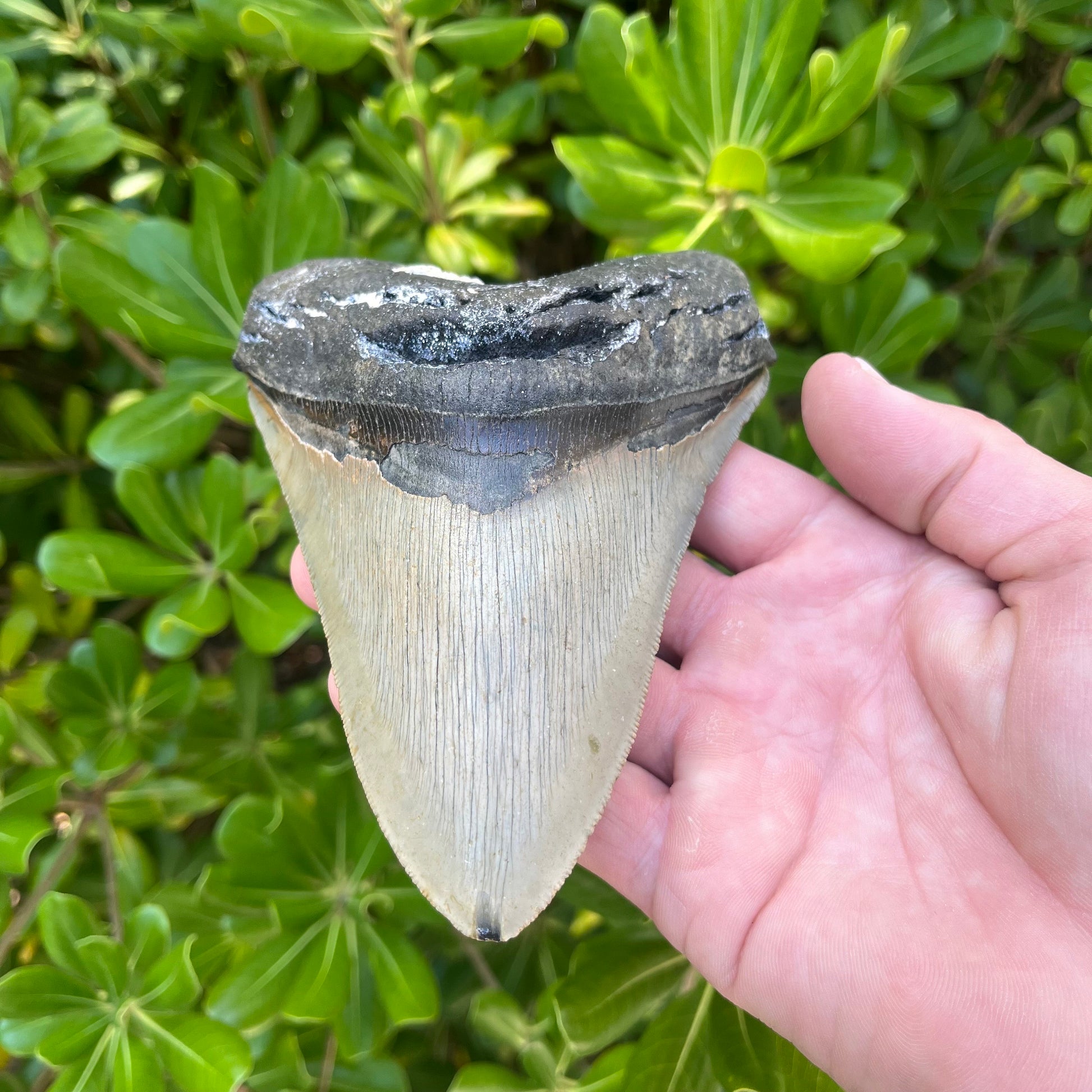 Authentic Megalodon Shark Tooth