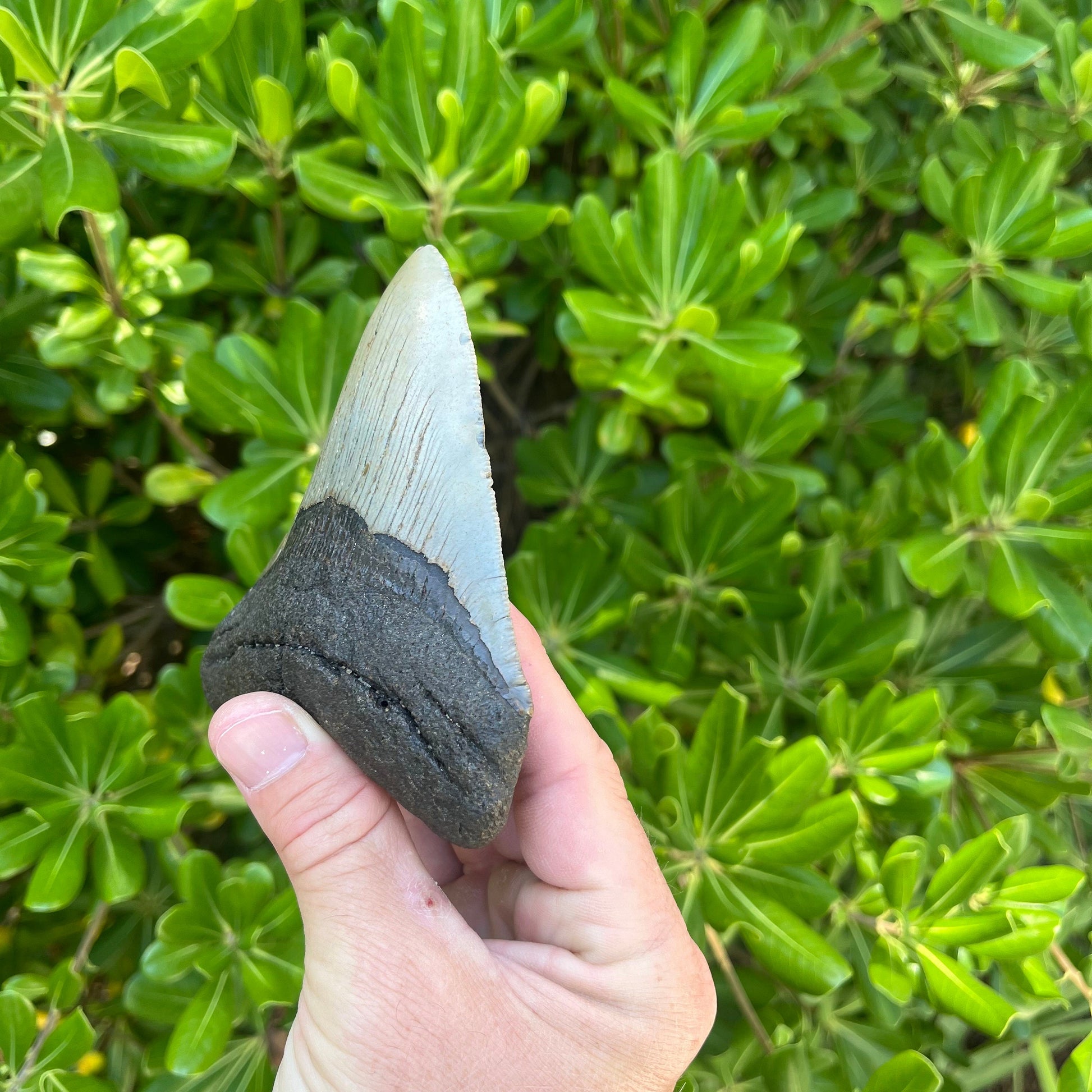 Authentic Megalodon Shark Tooth