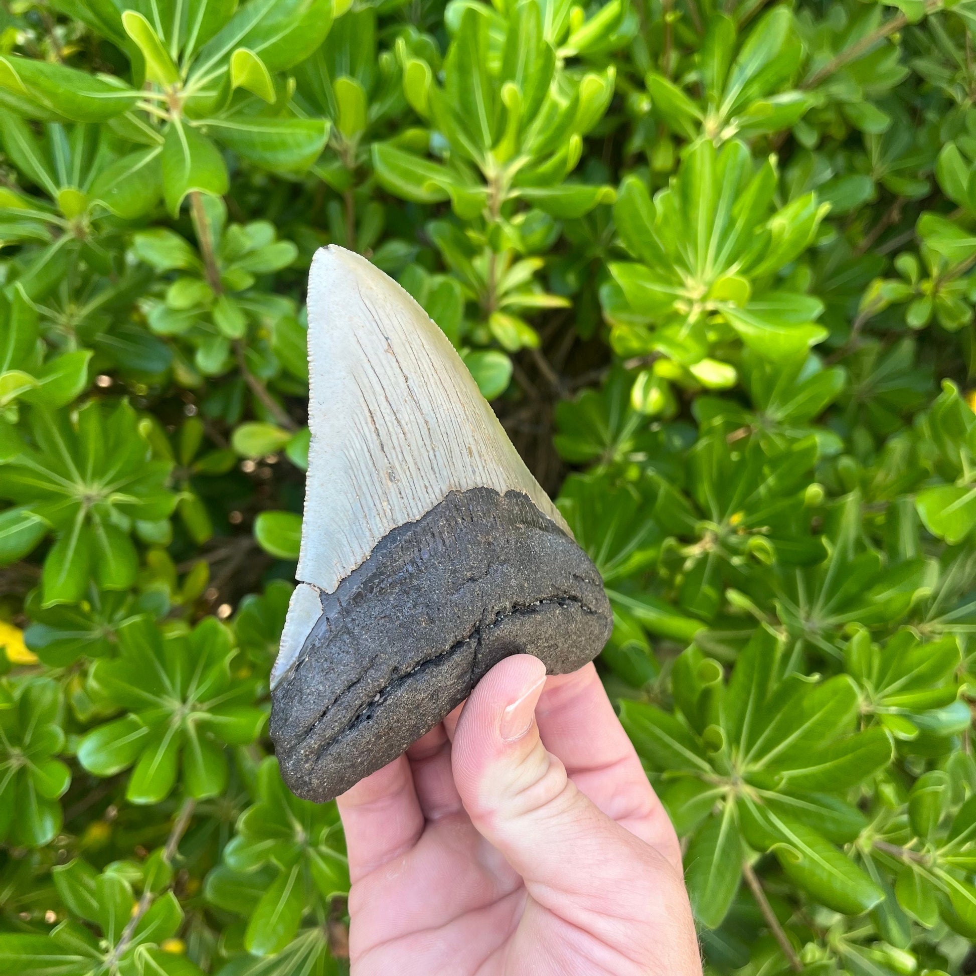 Authentic Megalodon Shark Tooth