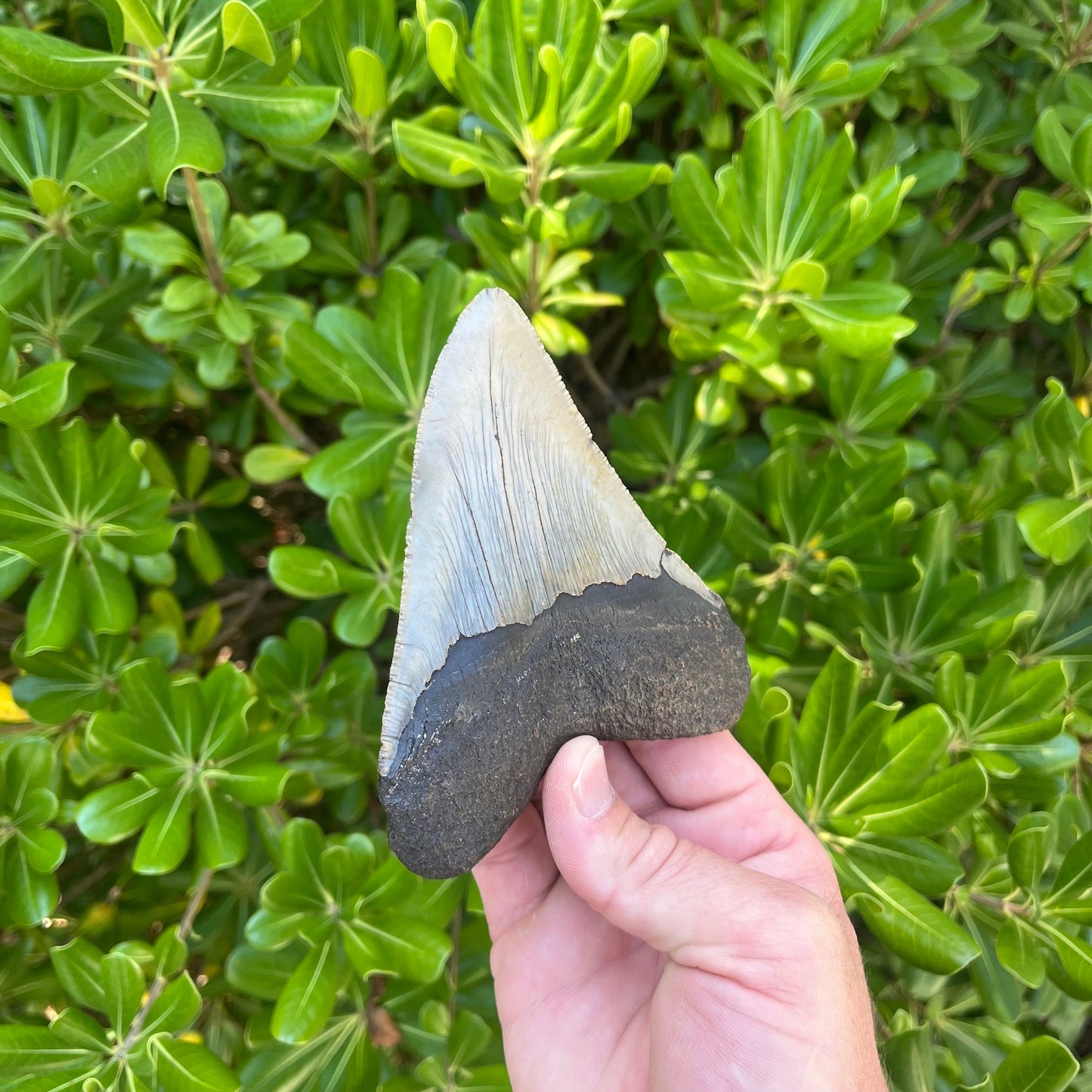 Authentic Megalodon Shark Tooth