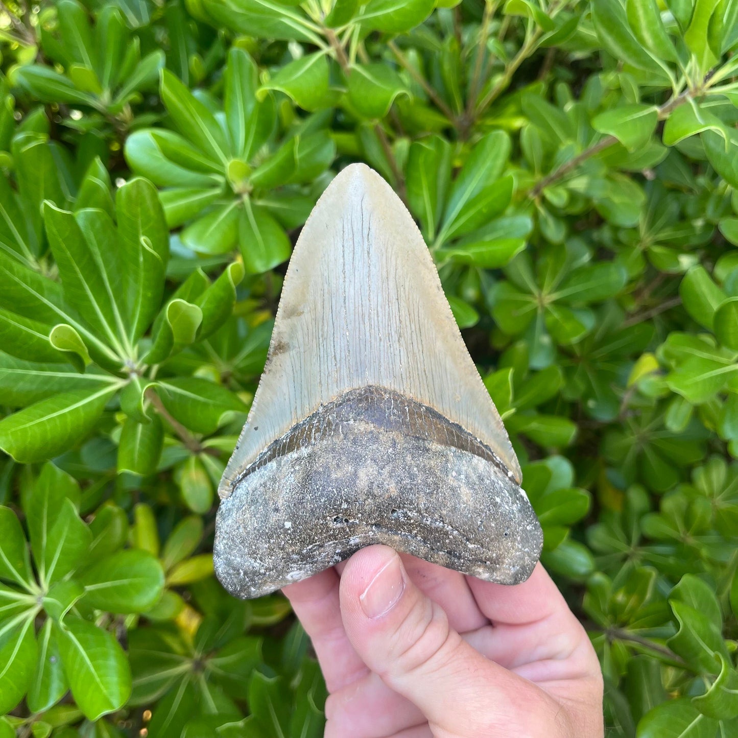 Authentic Megalodon Shark Tooth