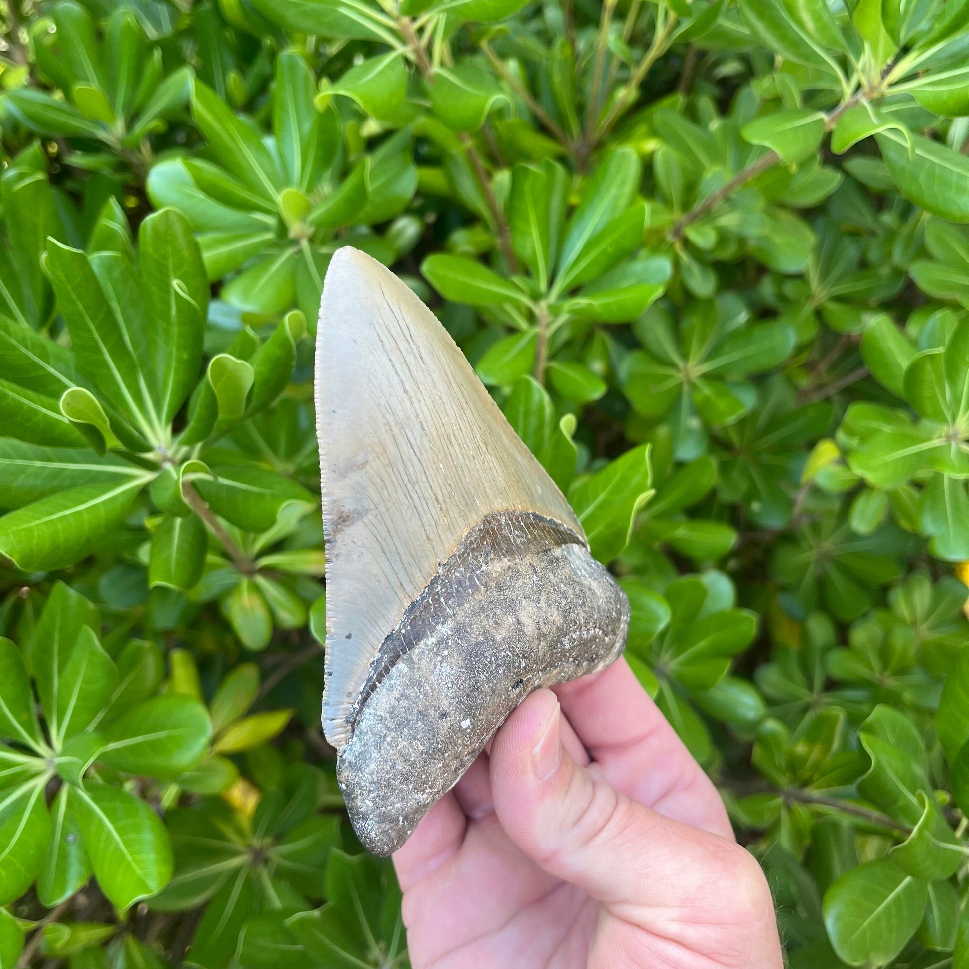 Authentic Megalodon Shark Tooth