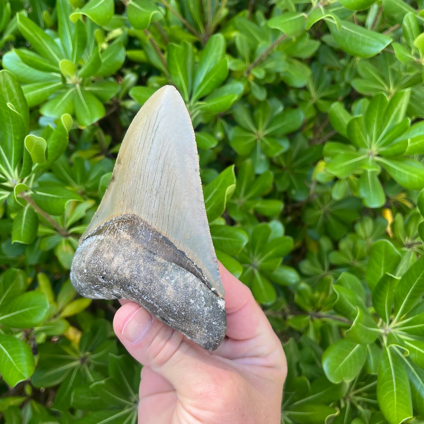 Authentic Megalodon Shark Tooth