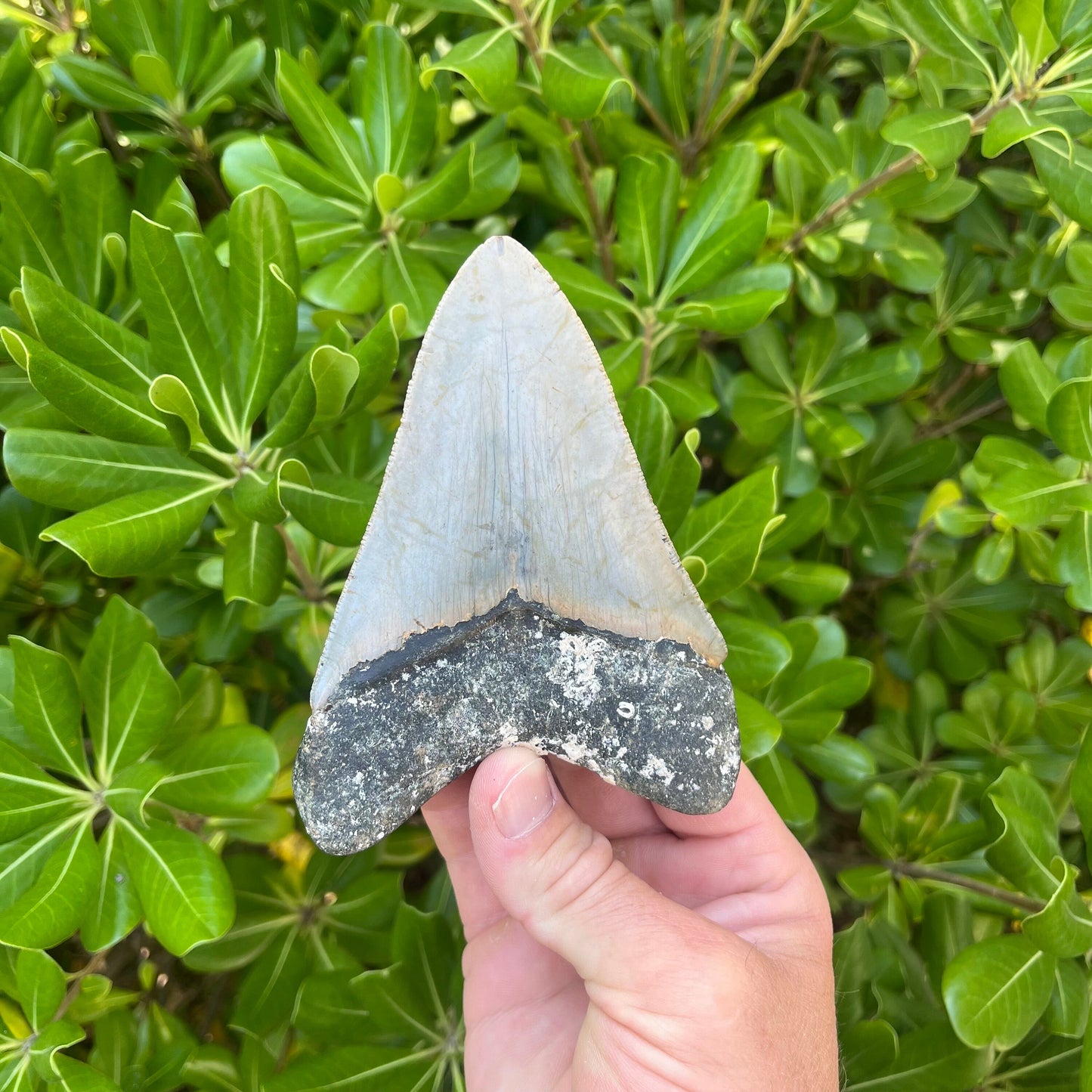 Authentic Megalodon Shark Tooth