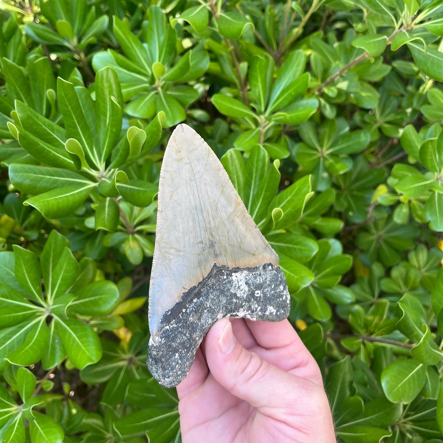 Authentic Megalodon Shark Tooth