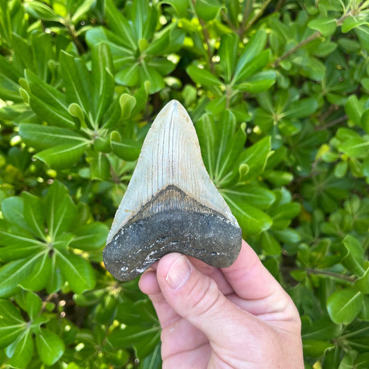 Authentic Megalodon Shark Tooth