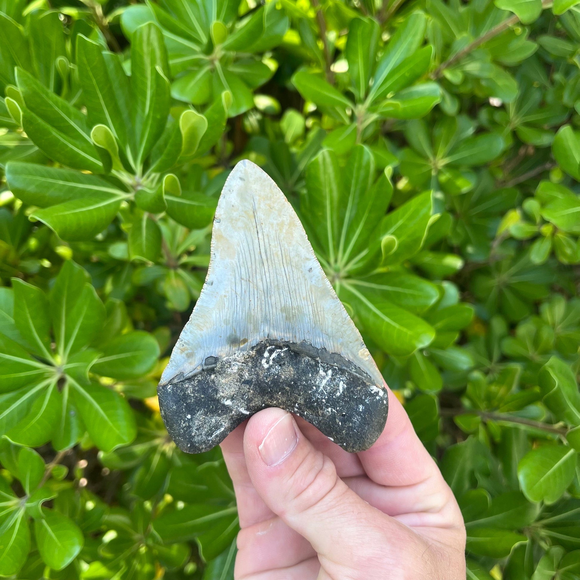 Authentic Megalodon Shark Tooth