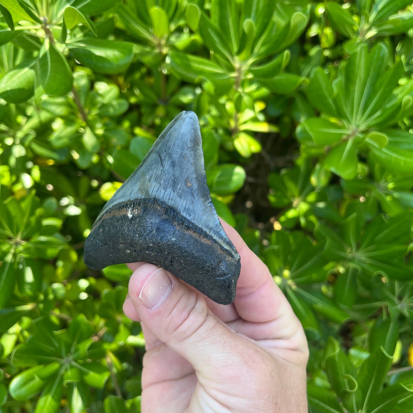 Authentic Megalodon Shark Tooth