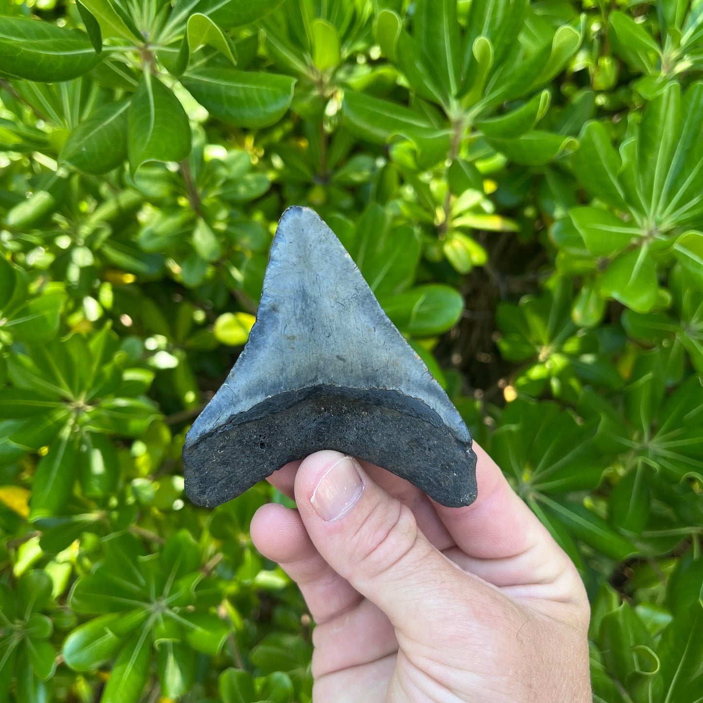 Authentic Megalodon Shark Tooth