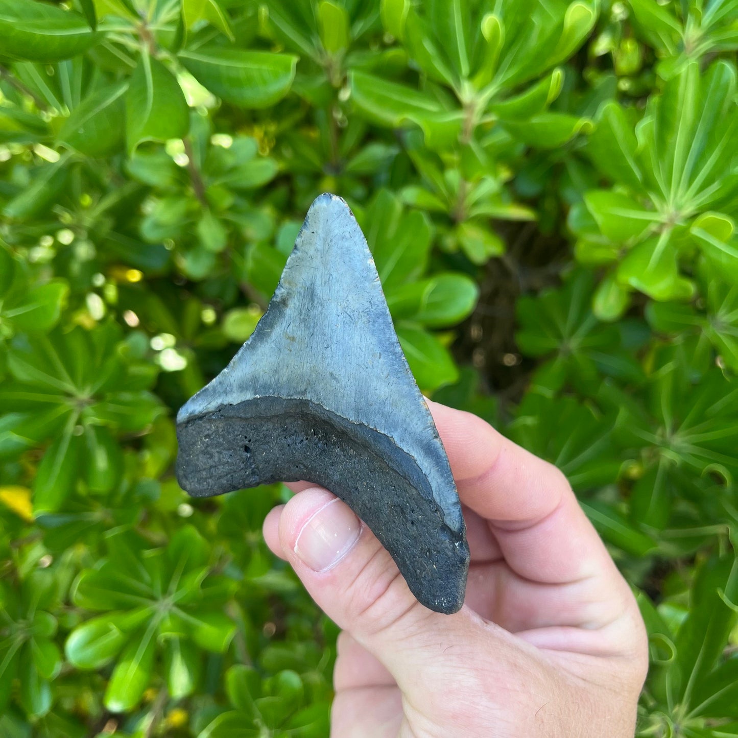 Authentic Megalodon Shark Tooth