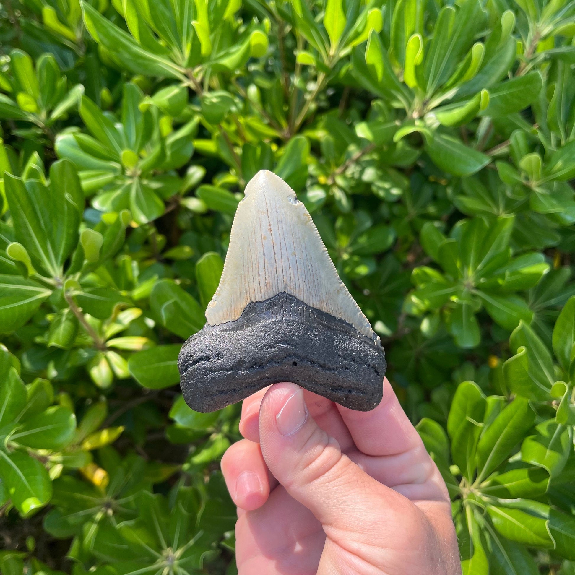 Authentic Megalodon Shark Tooth