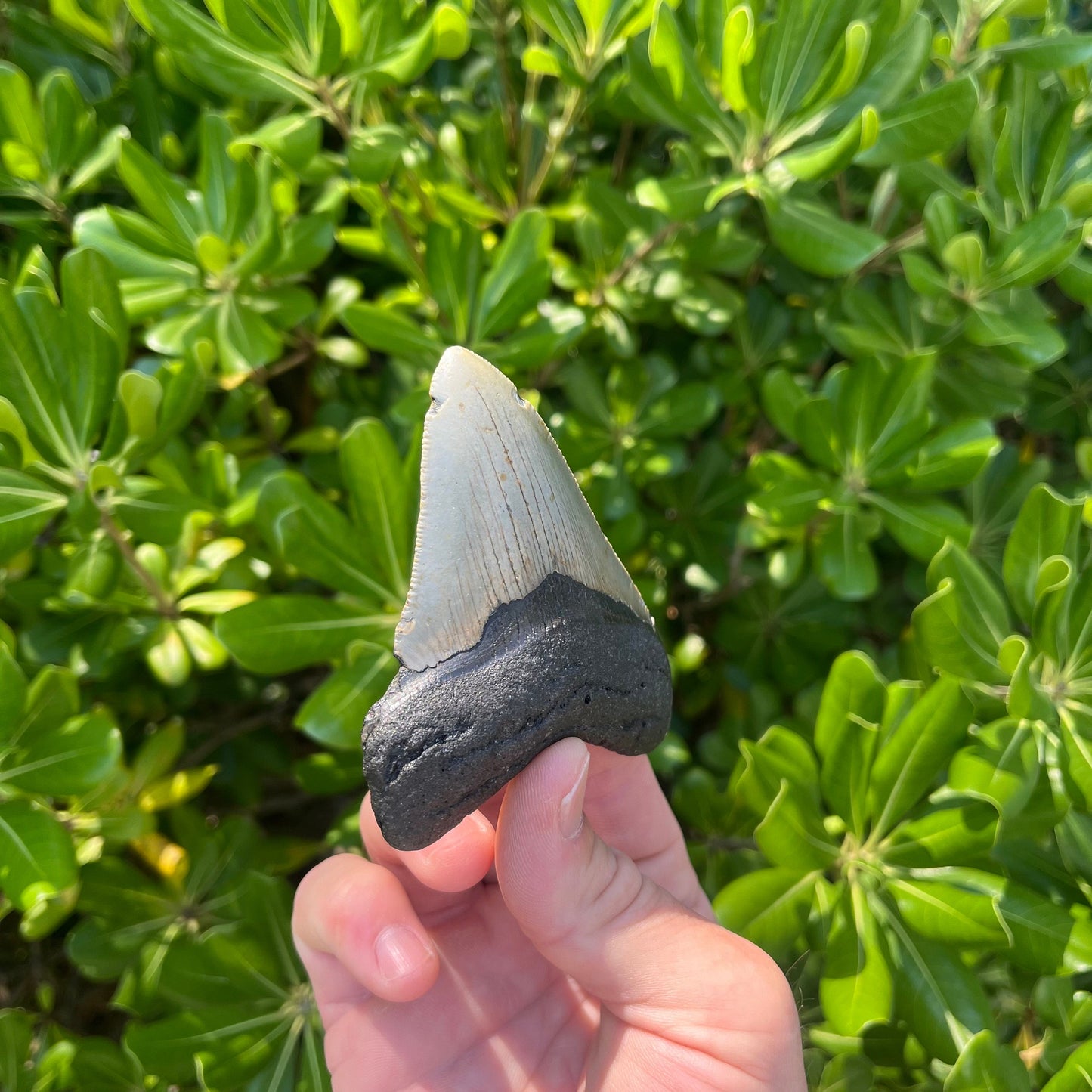 Authentic Megalodon Shark Tooth