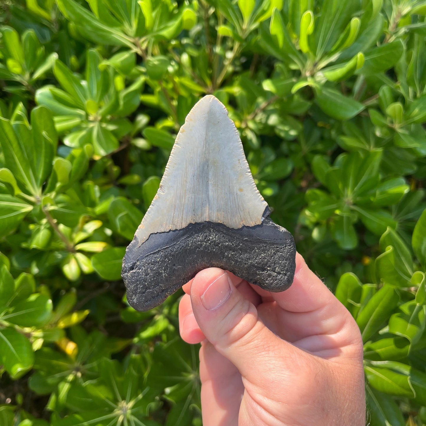 Authentic Megalodon Shark Tooth