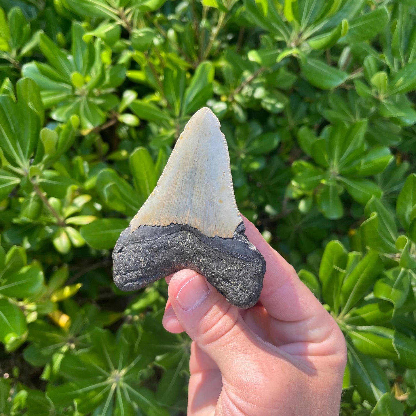 Authentic Megalodon Shark Tooth