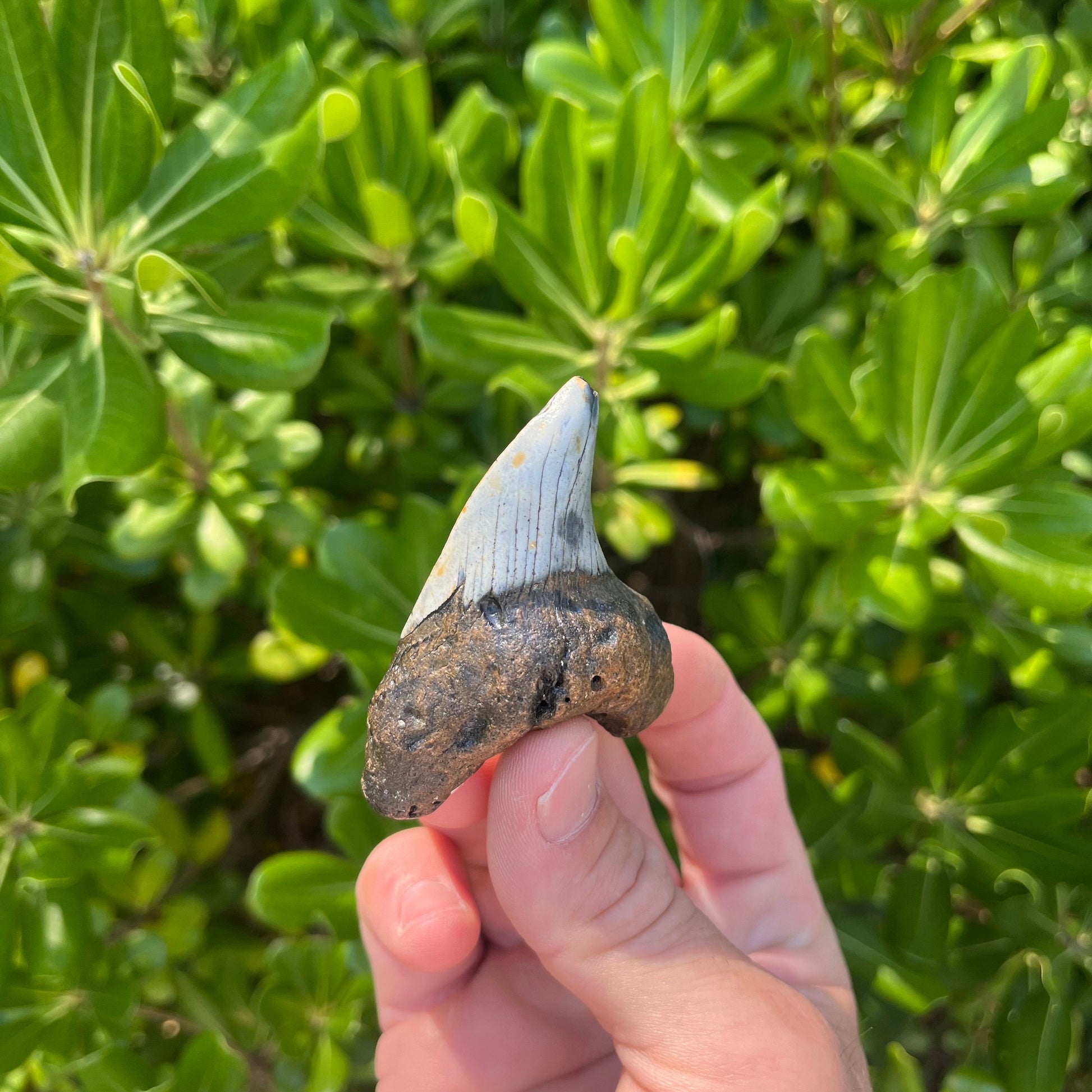 Rare Benedini Shark Tooth | Real Ancient Fossil Shark Tooth