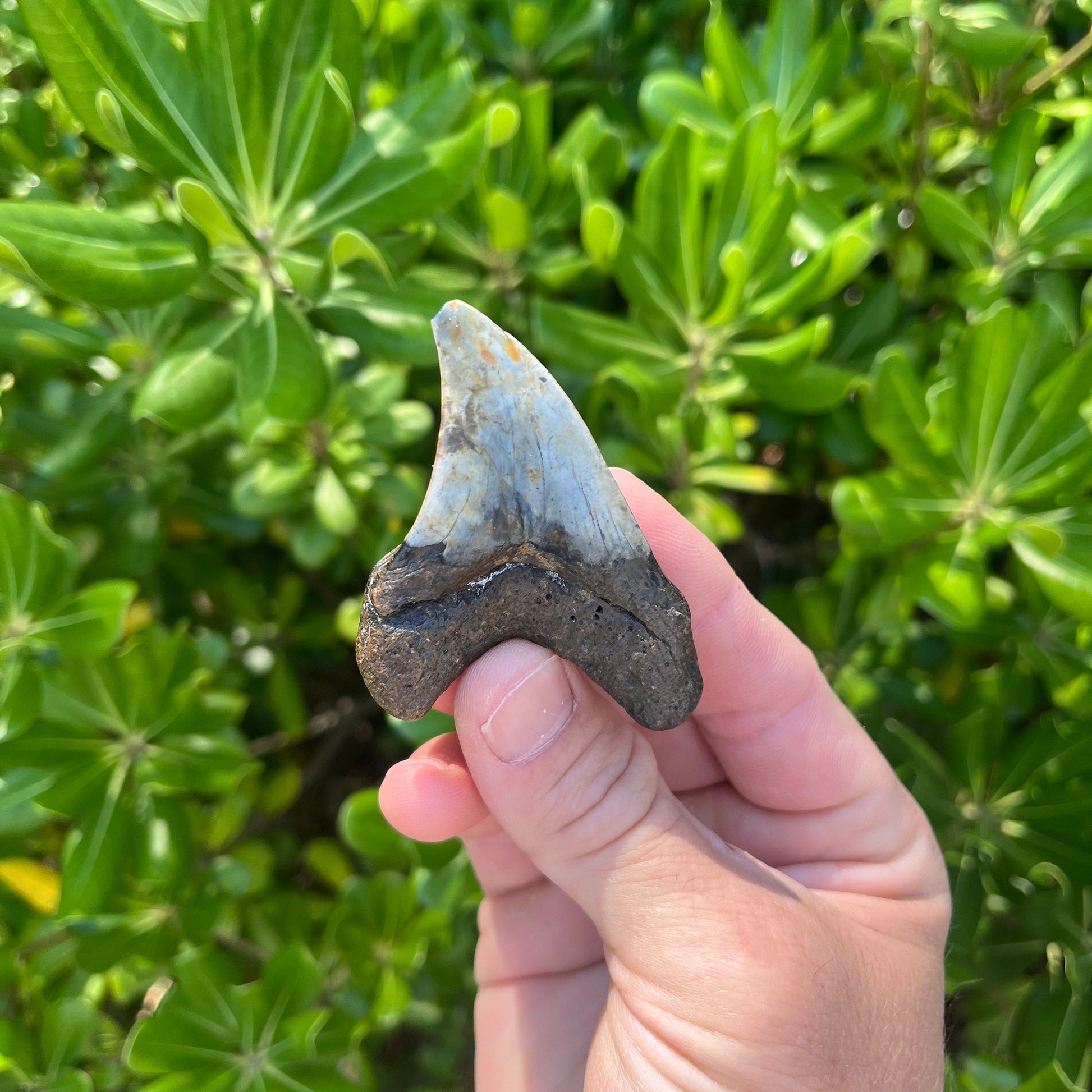 Rare Benedini Shark Tooth | Real Ancient Fossil Shark Tooth