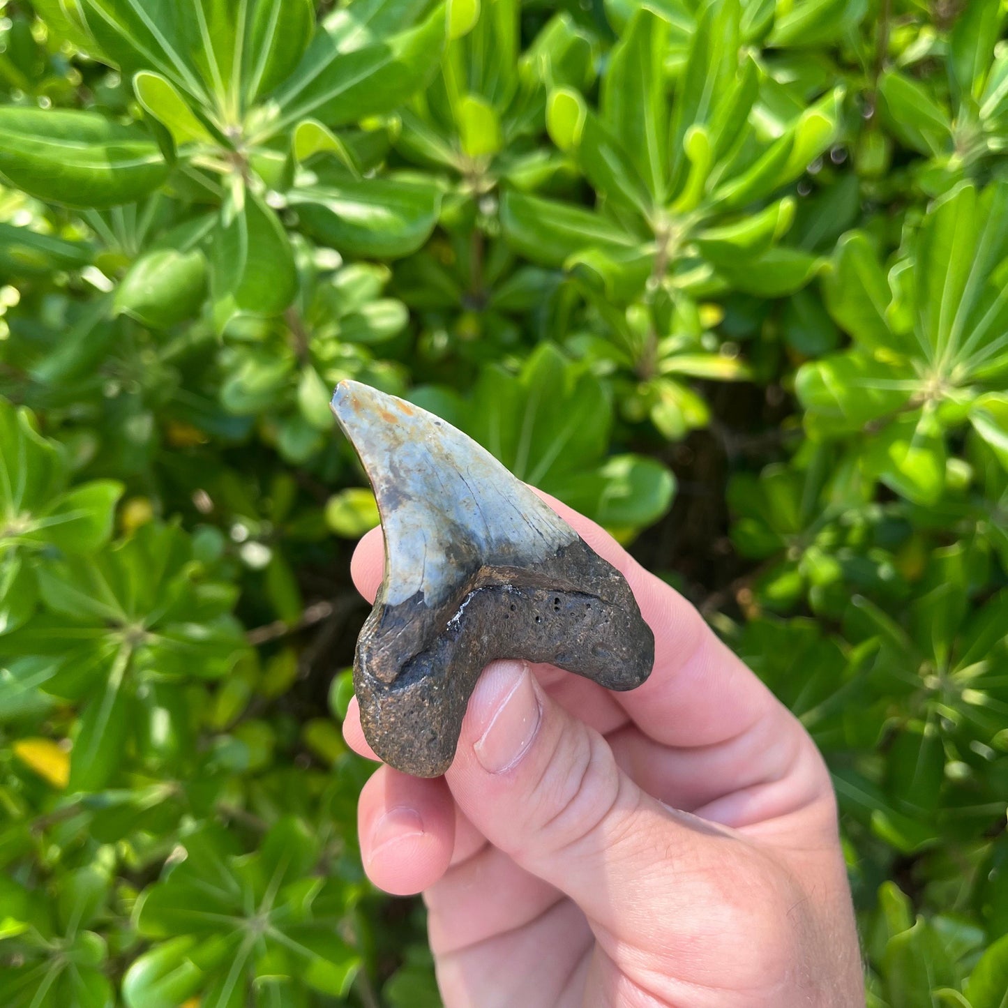 Rare Benedini Shark Tooth | Real Ancient Fossil Shark Tooth