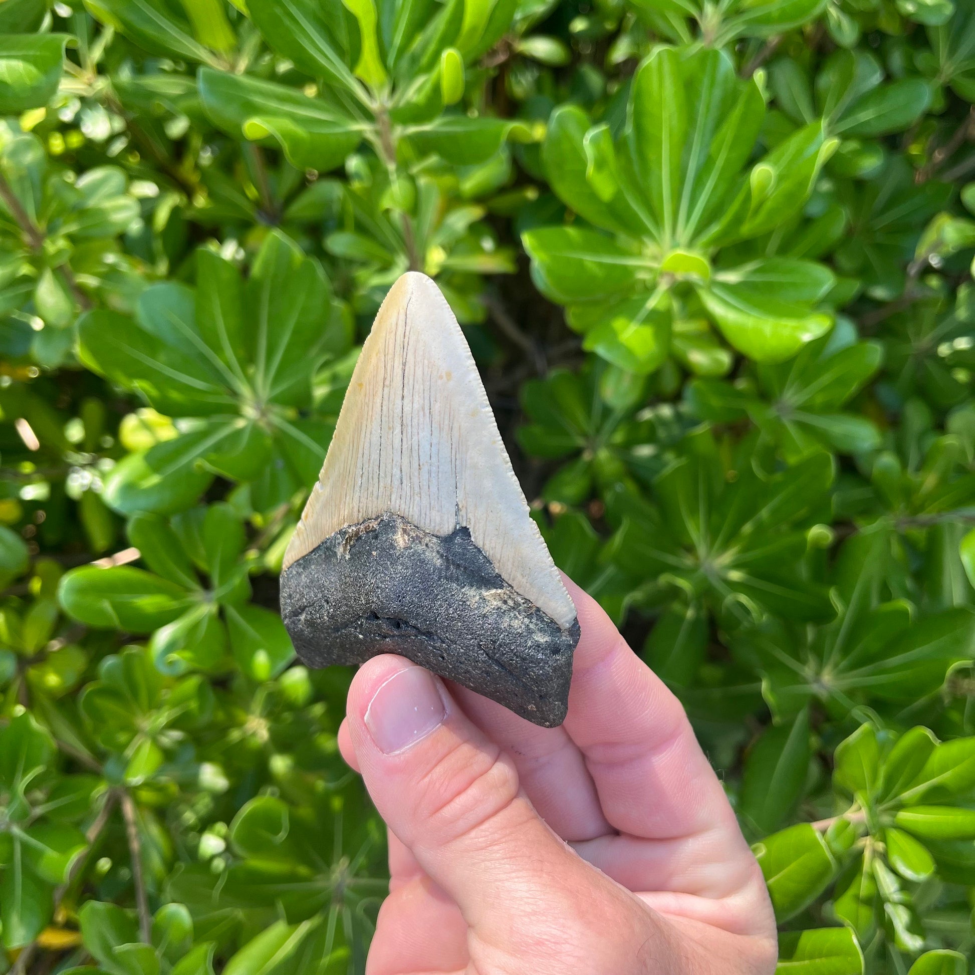 Authentic Megalodon Shark Tooth