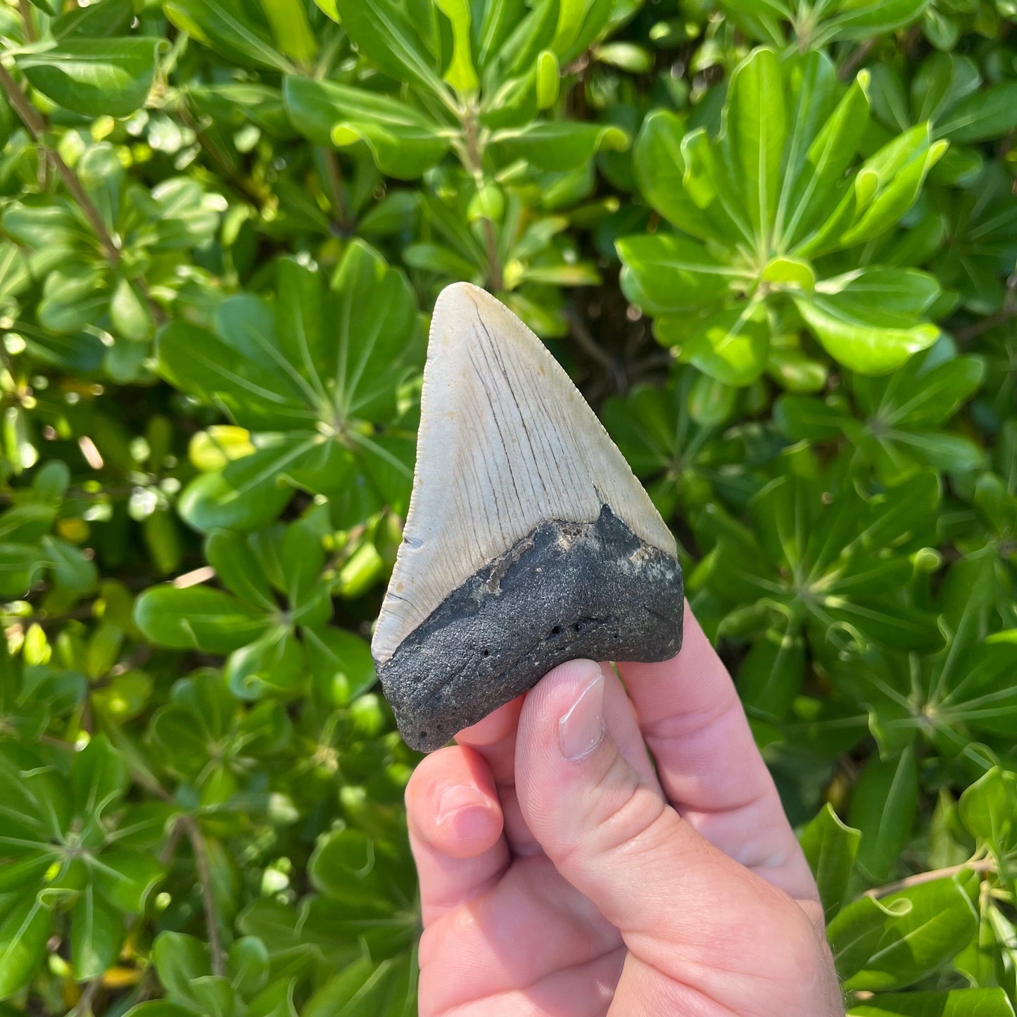 Authentic Megalodon Shark Tooth