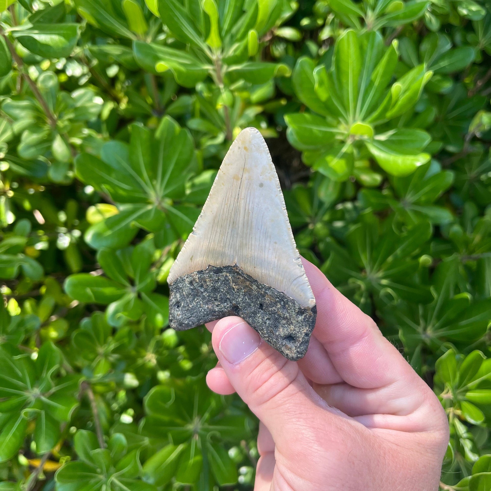 Authentic Megalodon Shark Tooth