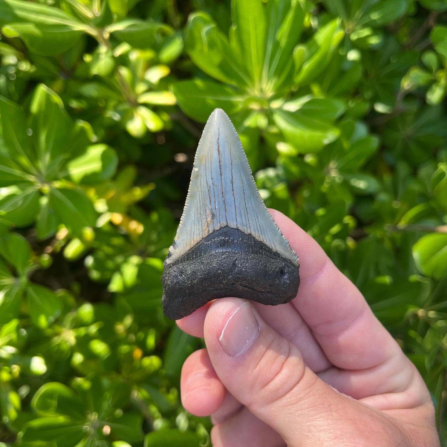 Authentic Megalodon Shark Tooth