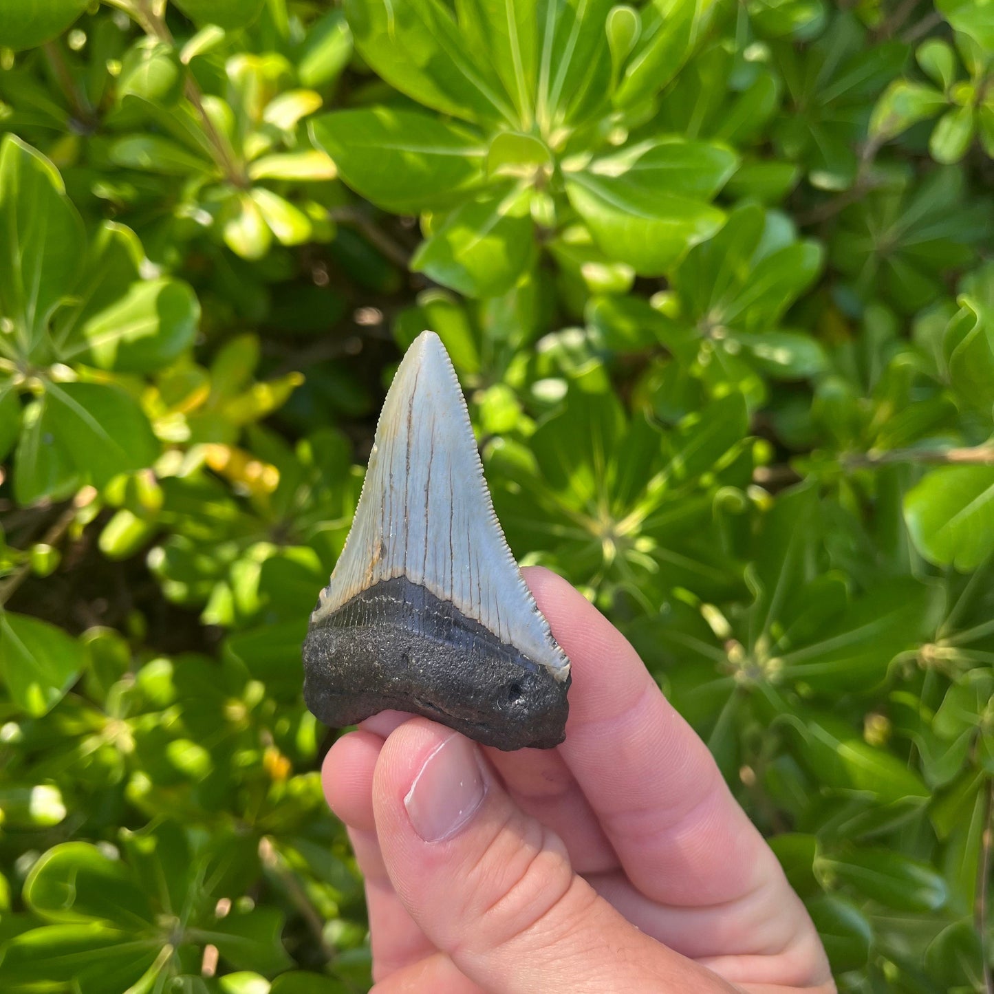 Authentic Megalodon Shark Tooth