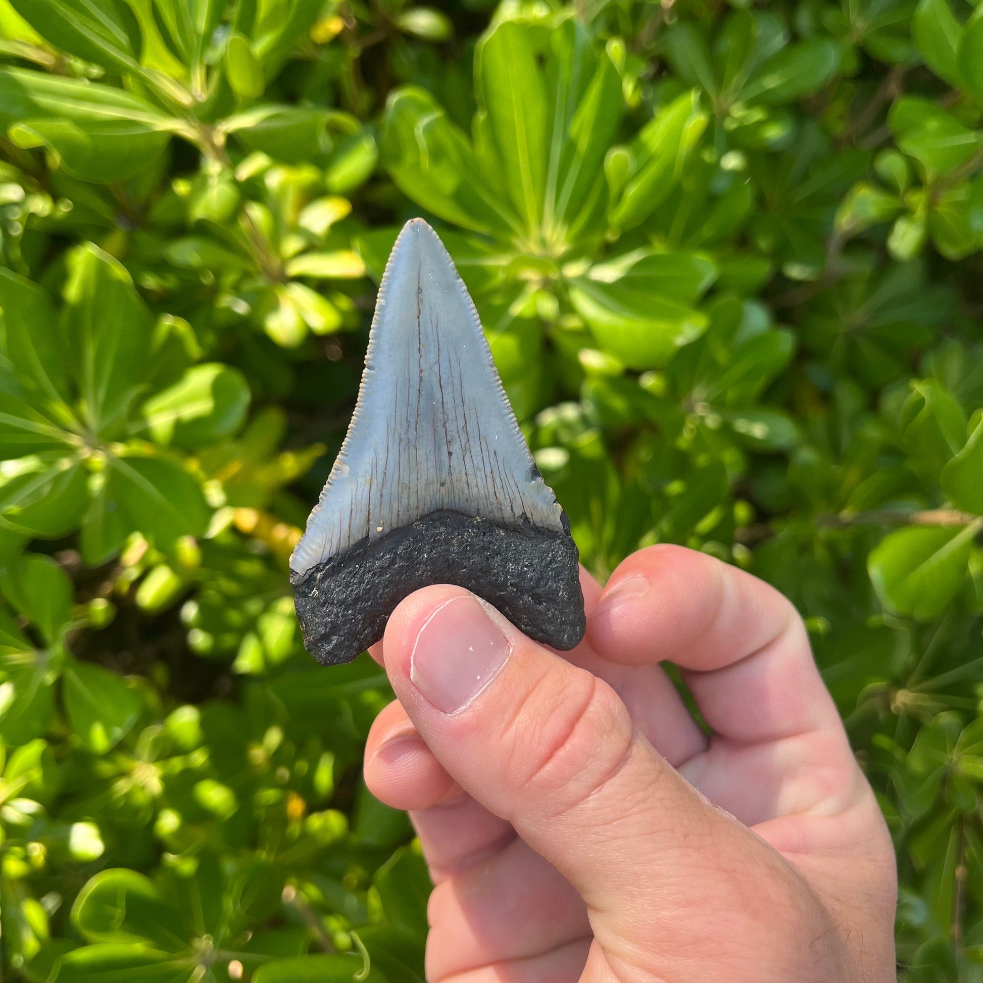 Authentic Megalodon Shark Tooth