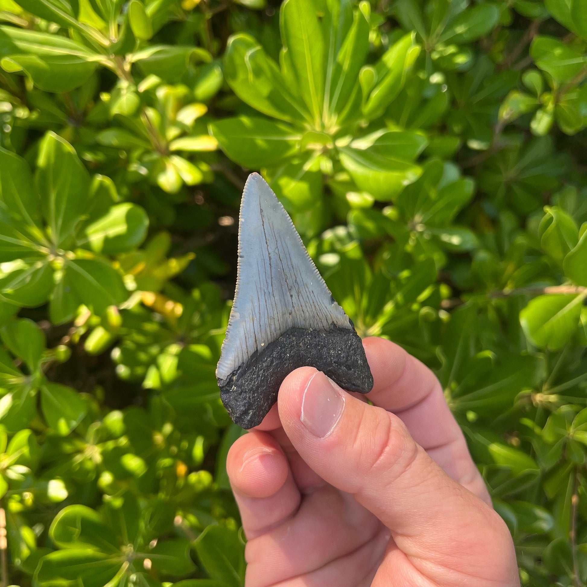 Authentic Megalodon Shark Tooth