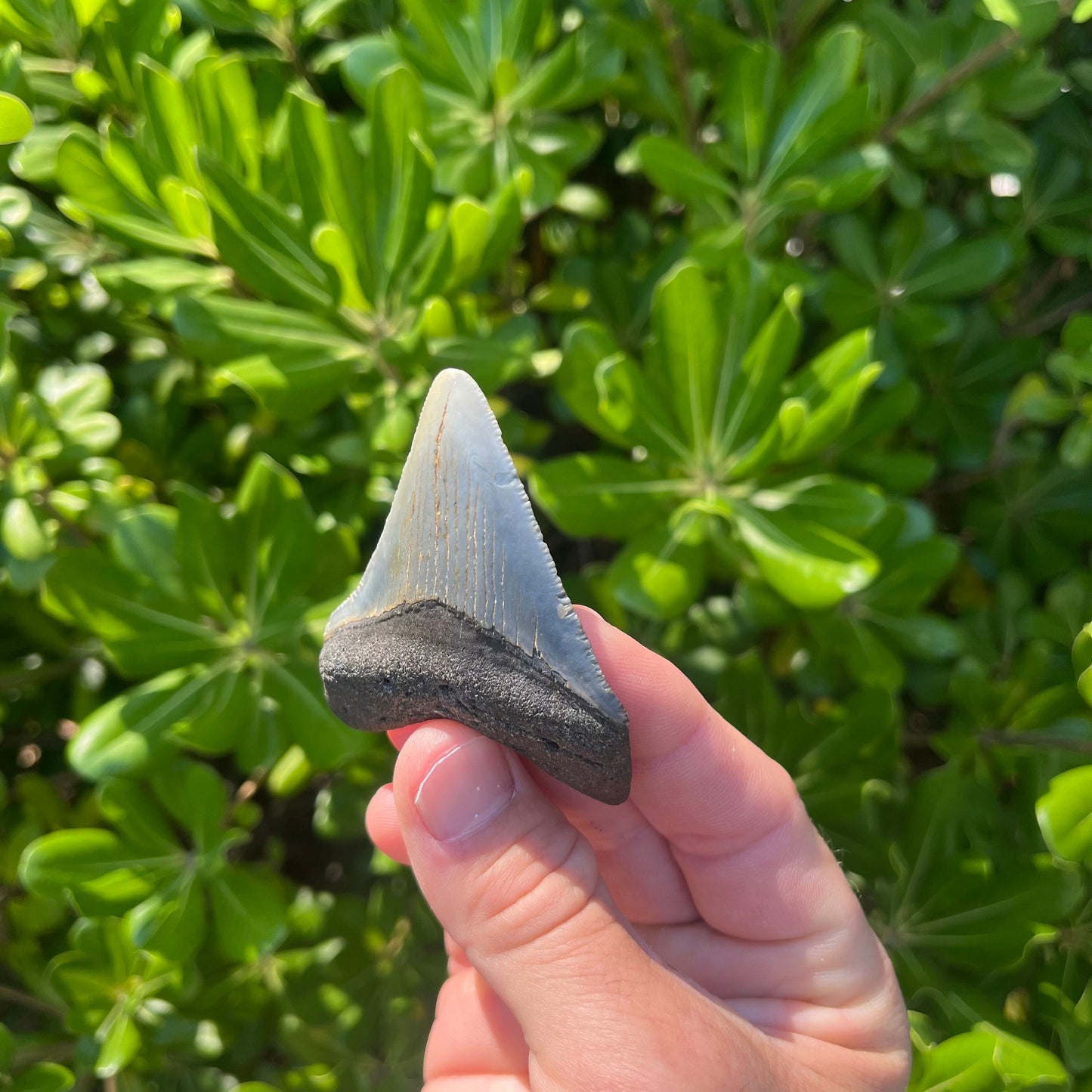 Authentic Megalodon Shark Tooth