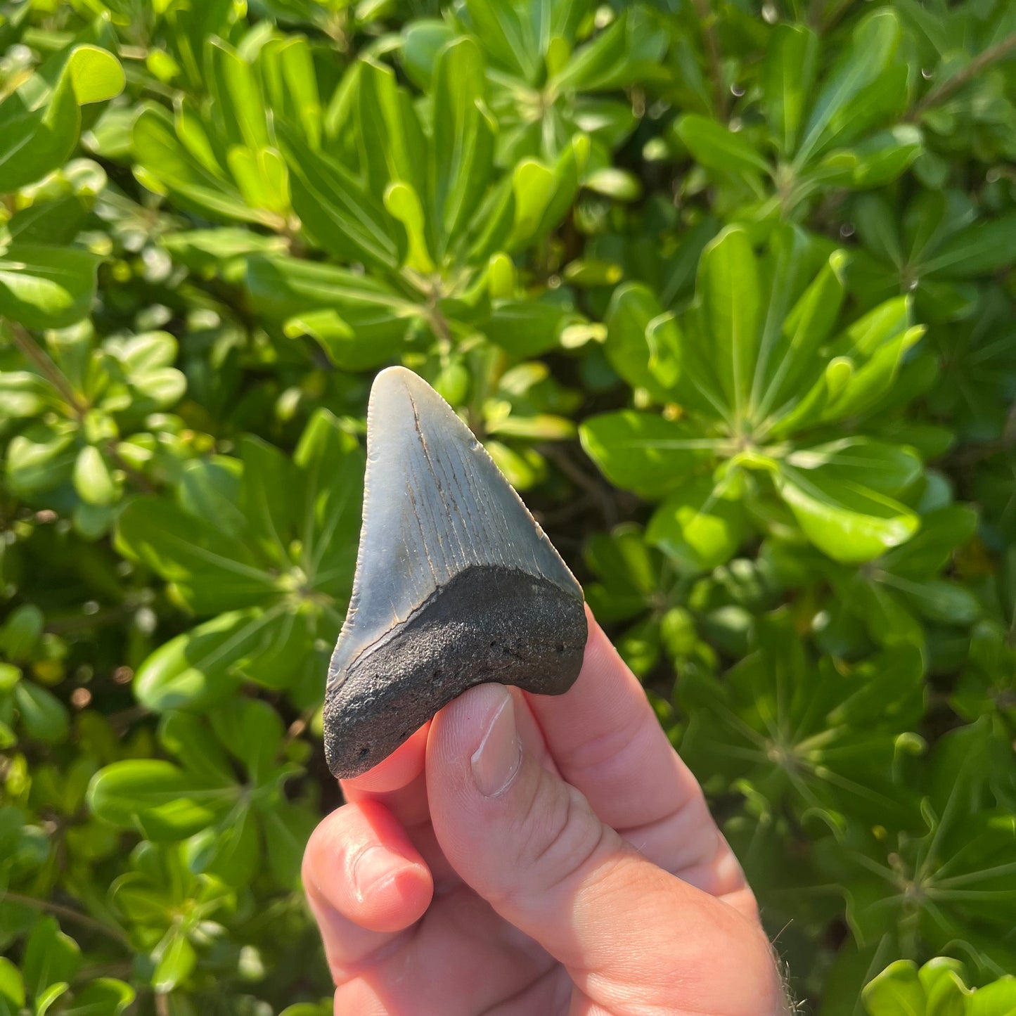 Authentic Megalodon Shark Tooth